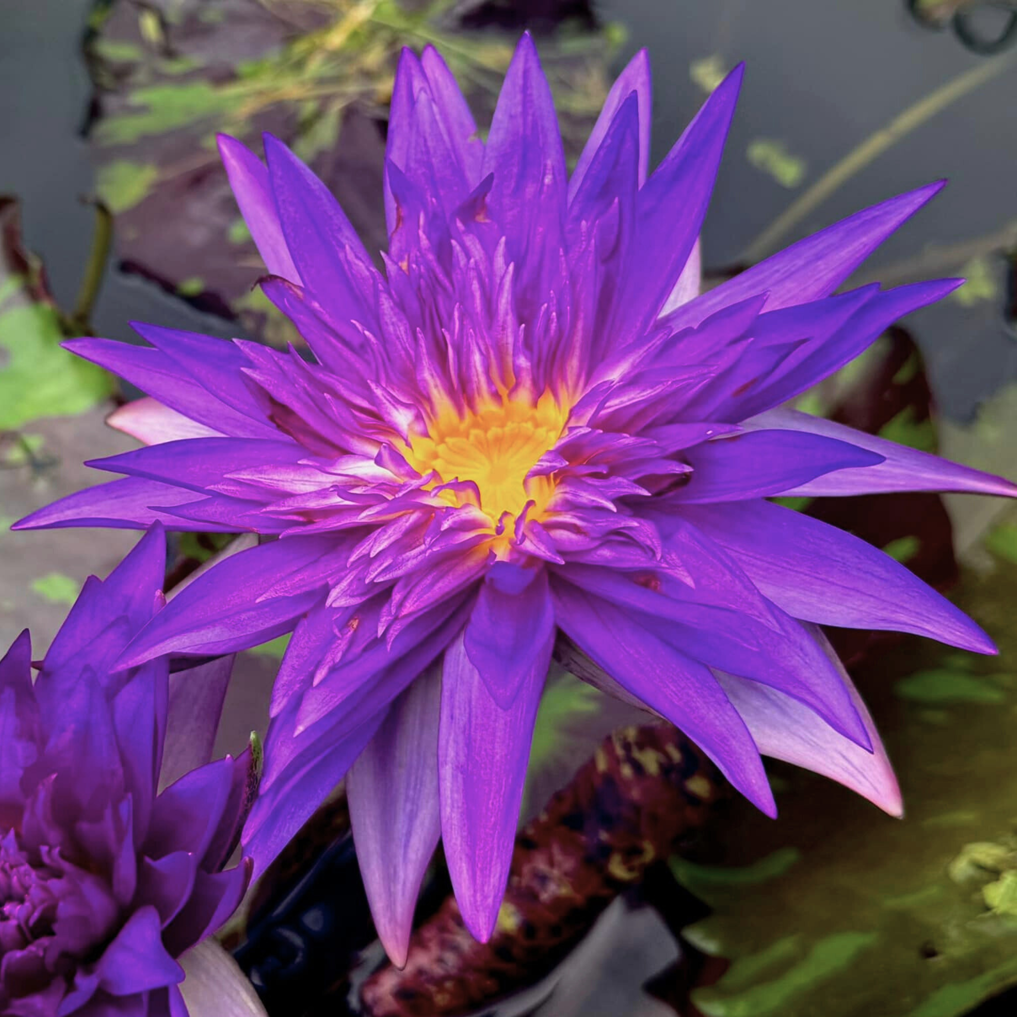 DZ Nymphaea Sakunkan