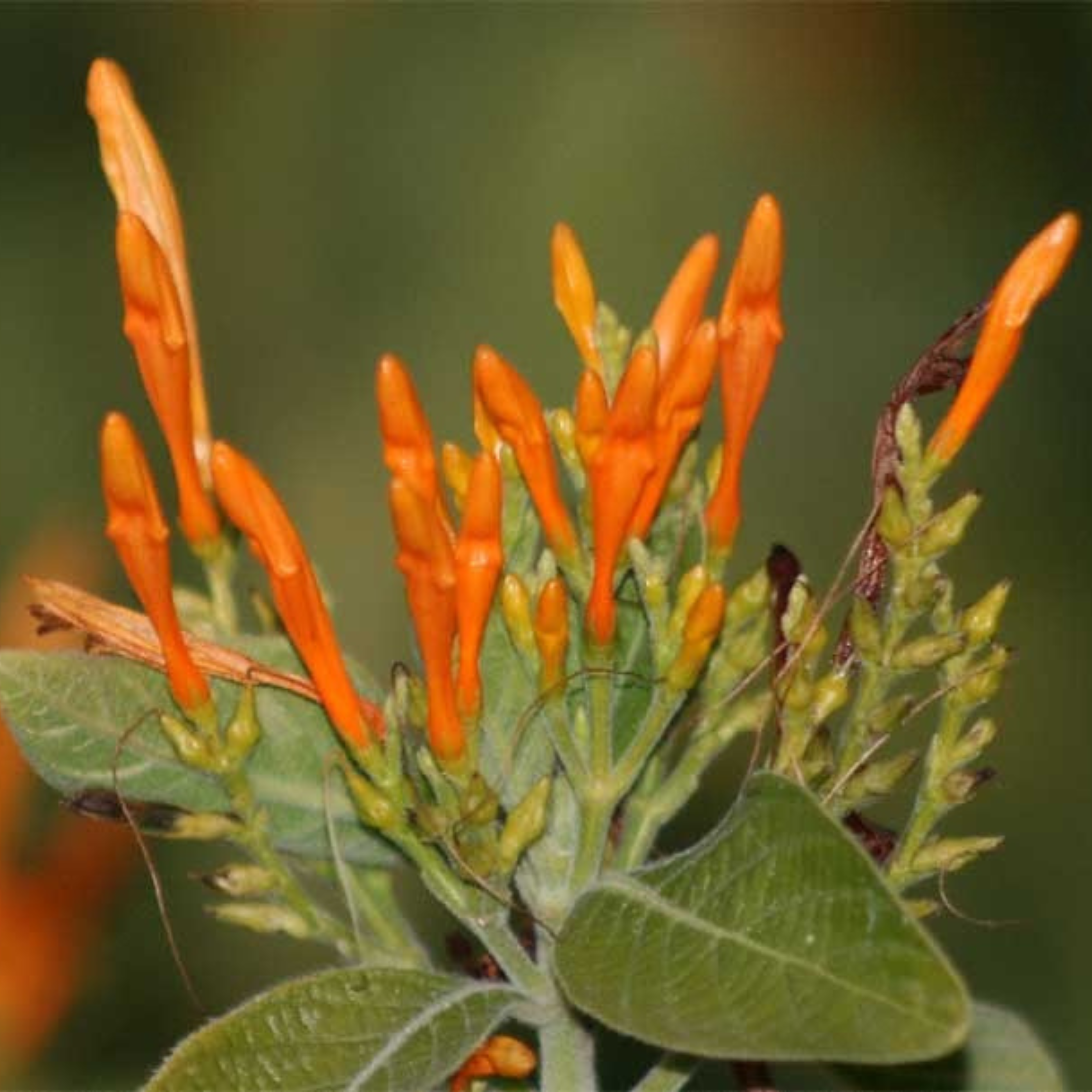 MR Water-Willow (Justicia leonardii) Rare All Time Flowering Live Plant