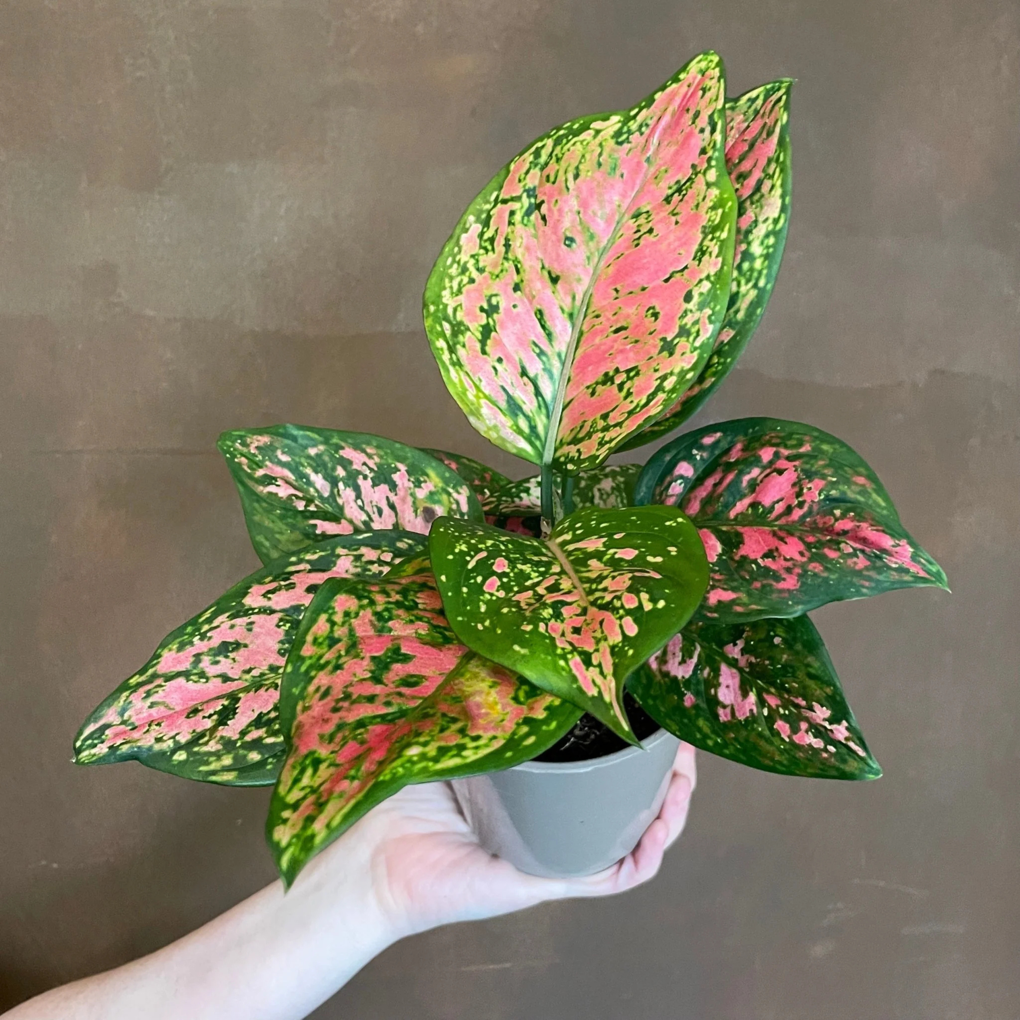 DZ Aglaonema Tricolor Indoor/Outdoor Live Plant