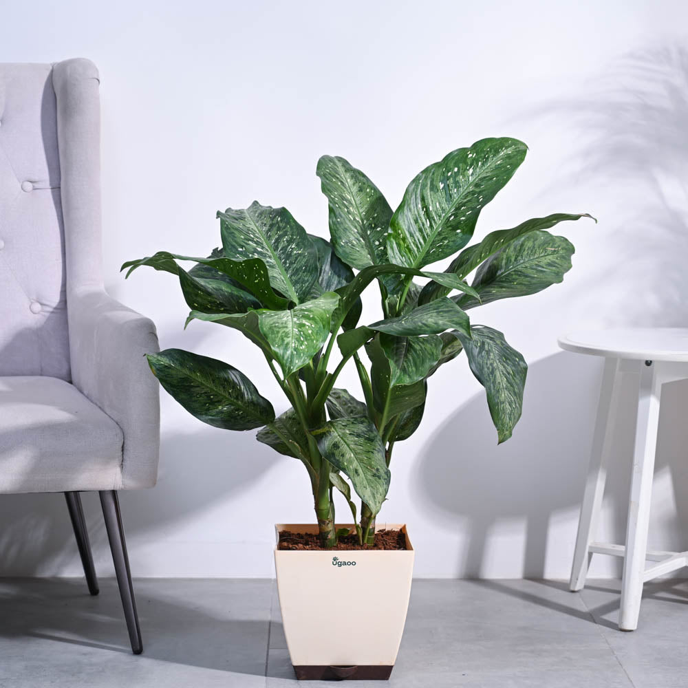 Ugaoo Dieffenbachia Plant XL
