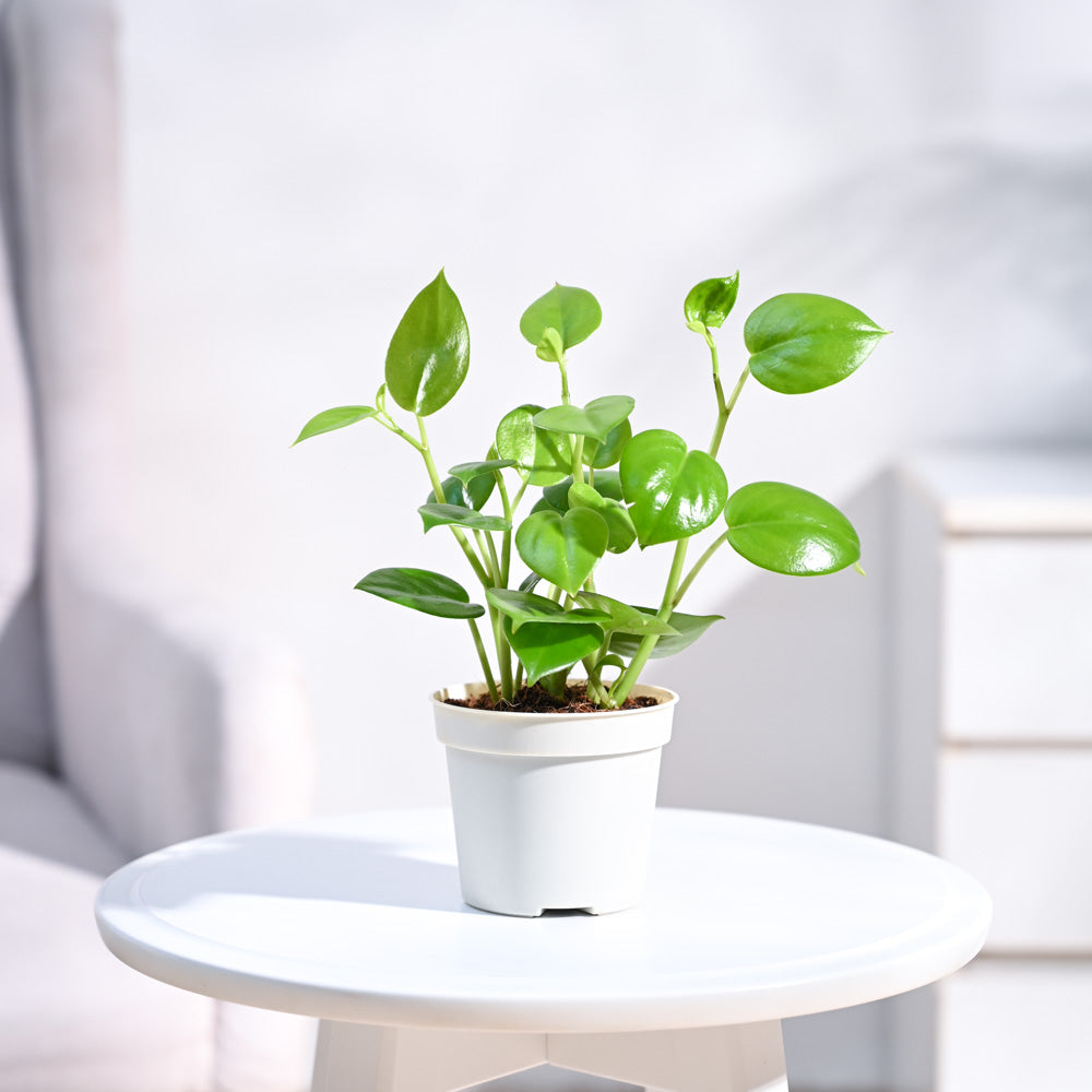 Ugaoo Peperomia Green Creeper Plant With GroPot