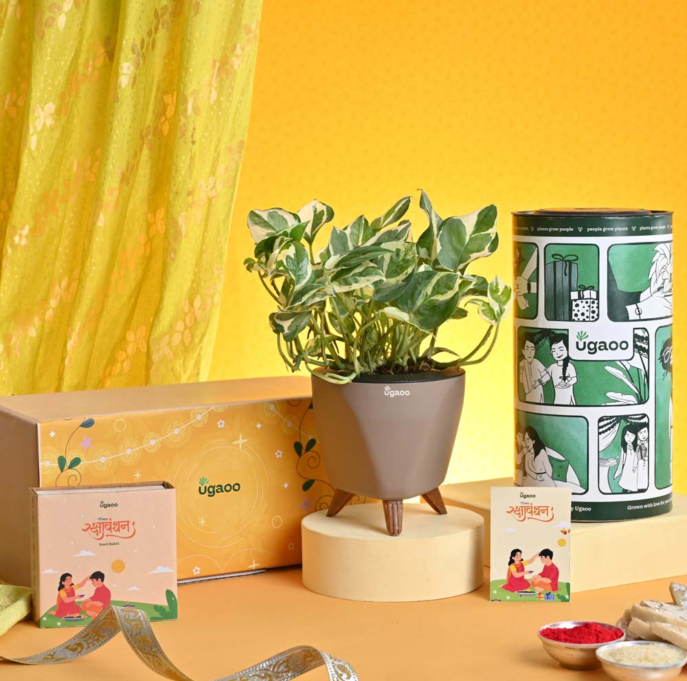Ugaoo Rakhi Gift for Brother - Money Plant N_Joy with Chocolate Box - view 2