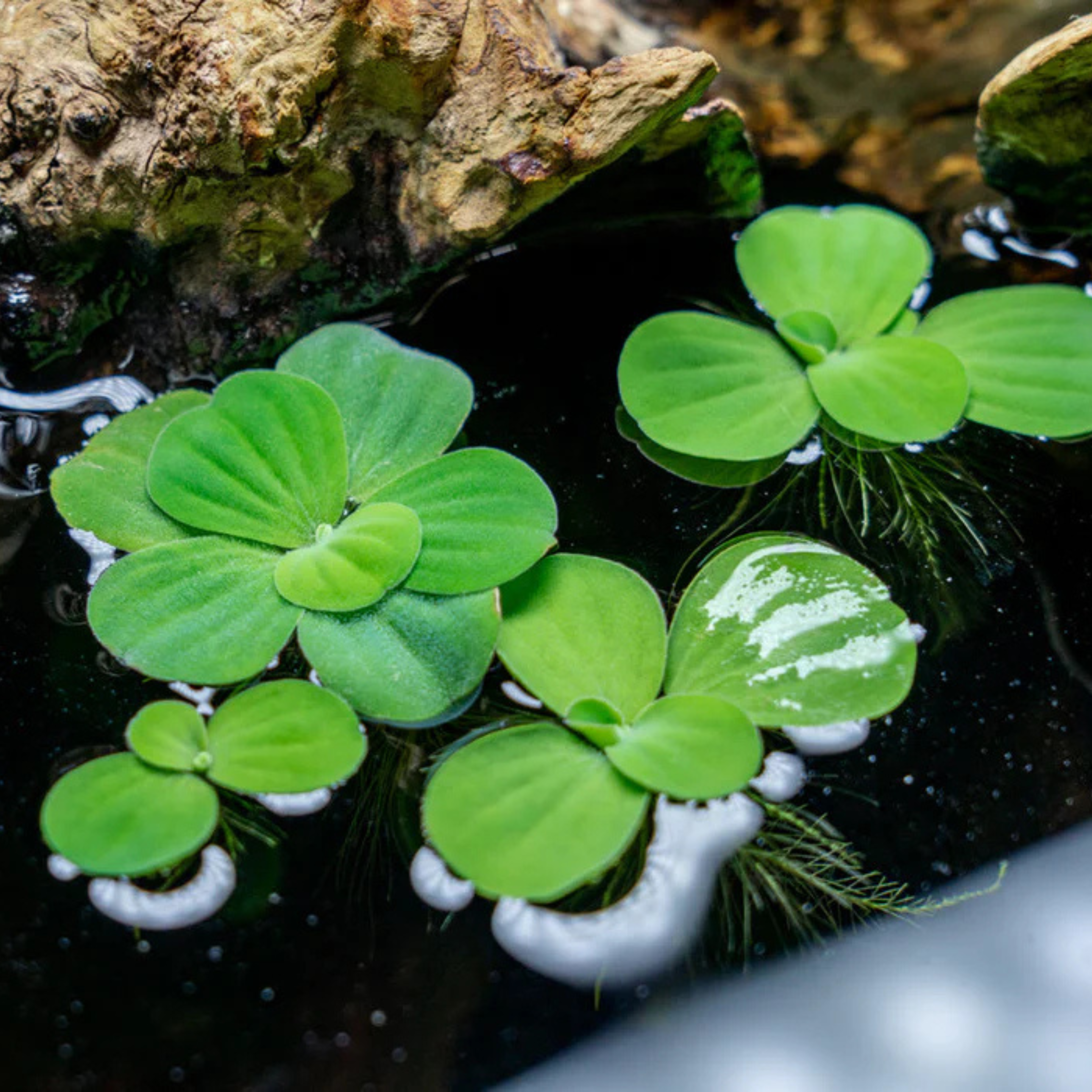 DZ Water Lettuce (Pistia stratiotes) Live Plant - Pack of 3 - view 2