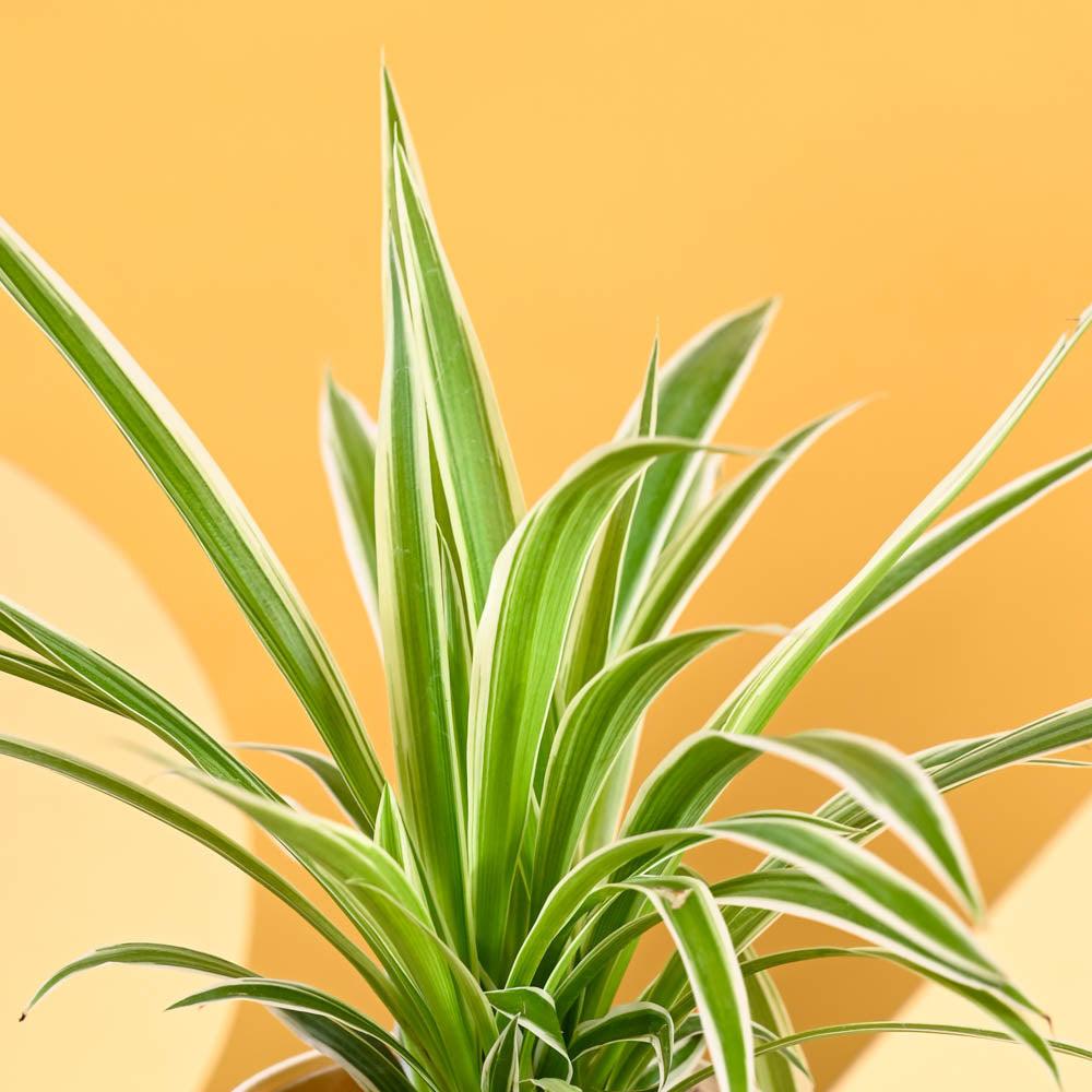 Ugaoo Spider Plant For Mother's Day Gifting - view 6