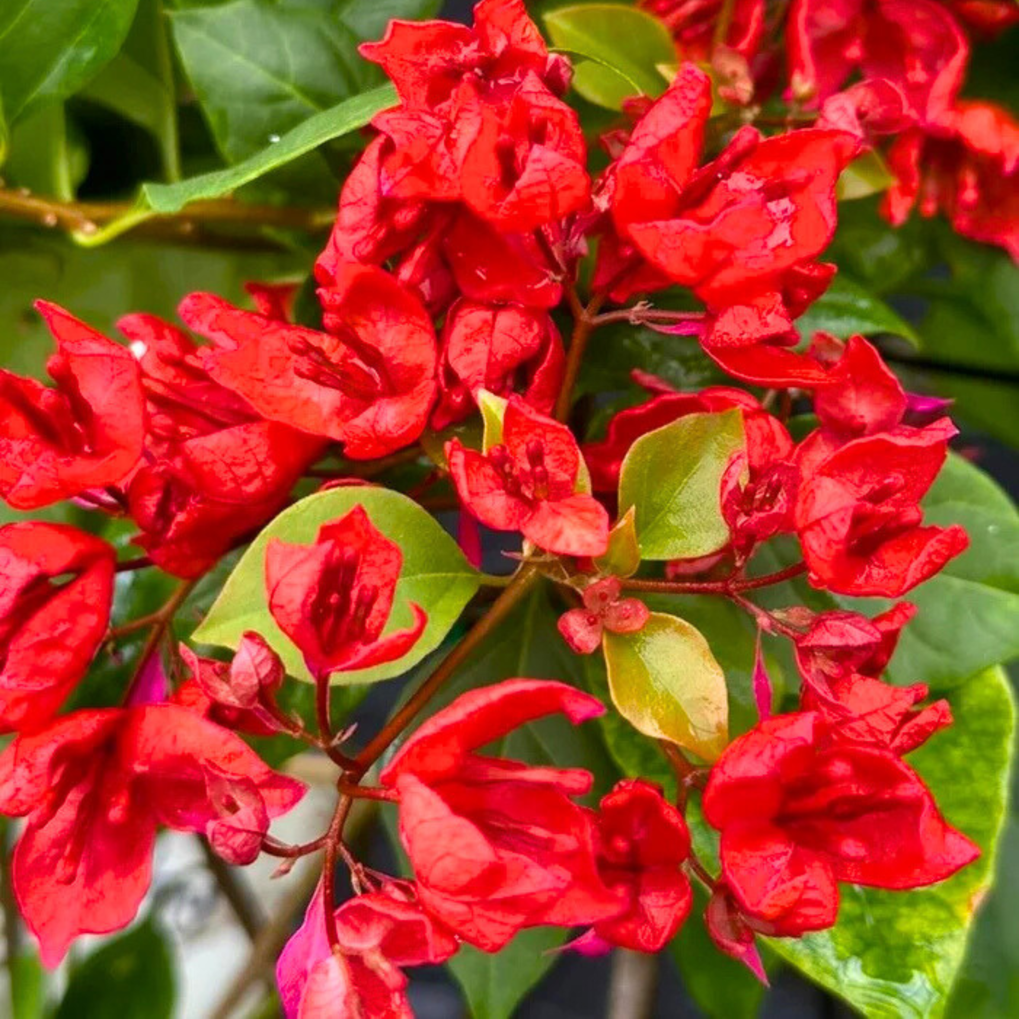 DZ Bougainvillea Tanglong Red (Paper Flower) Rare Flowering Live Plant - view 4