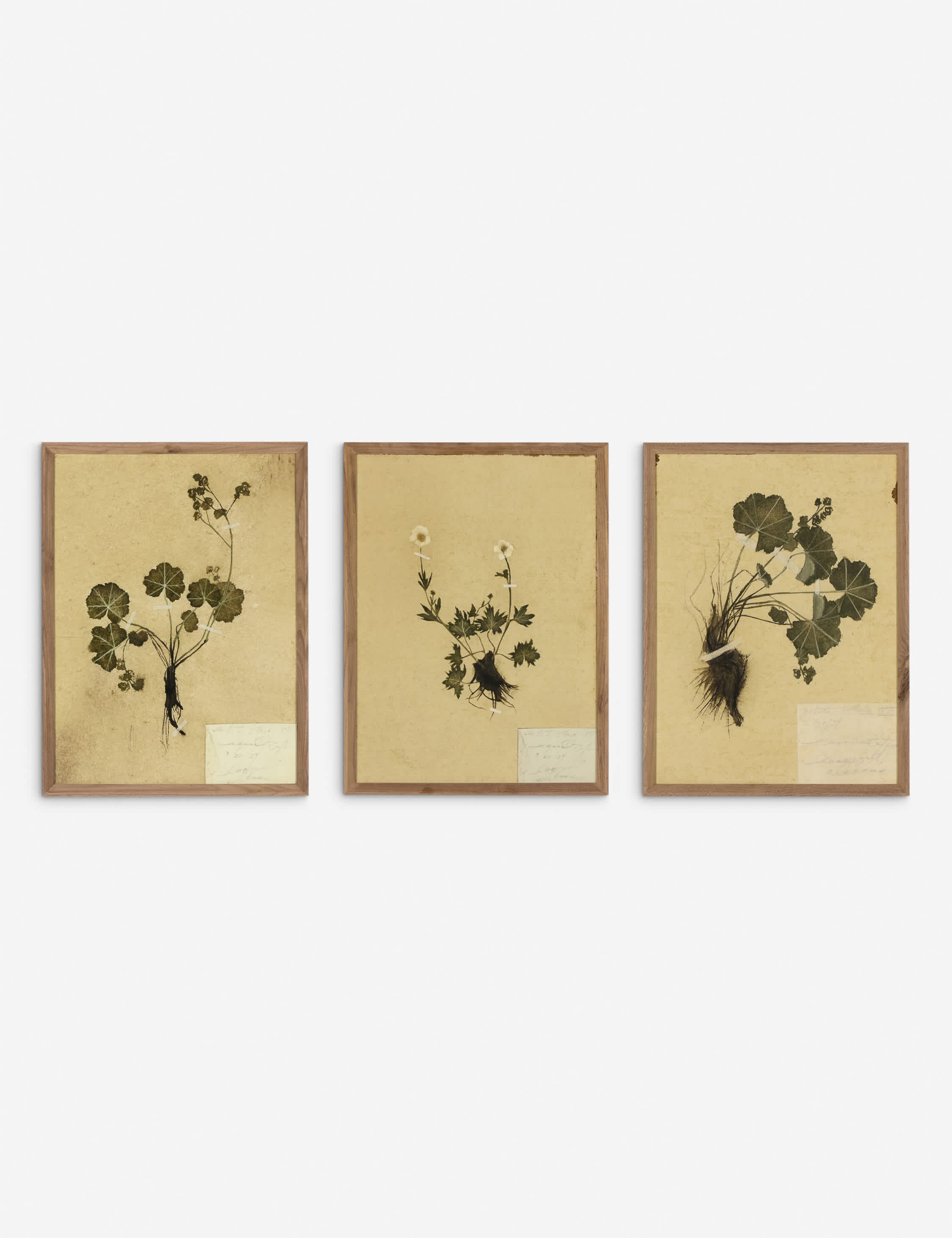 Lulu and Georgia Petite Study Triptych Wall Art (Set of 3) by Hannah Winters