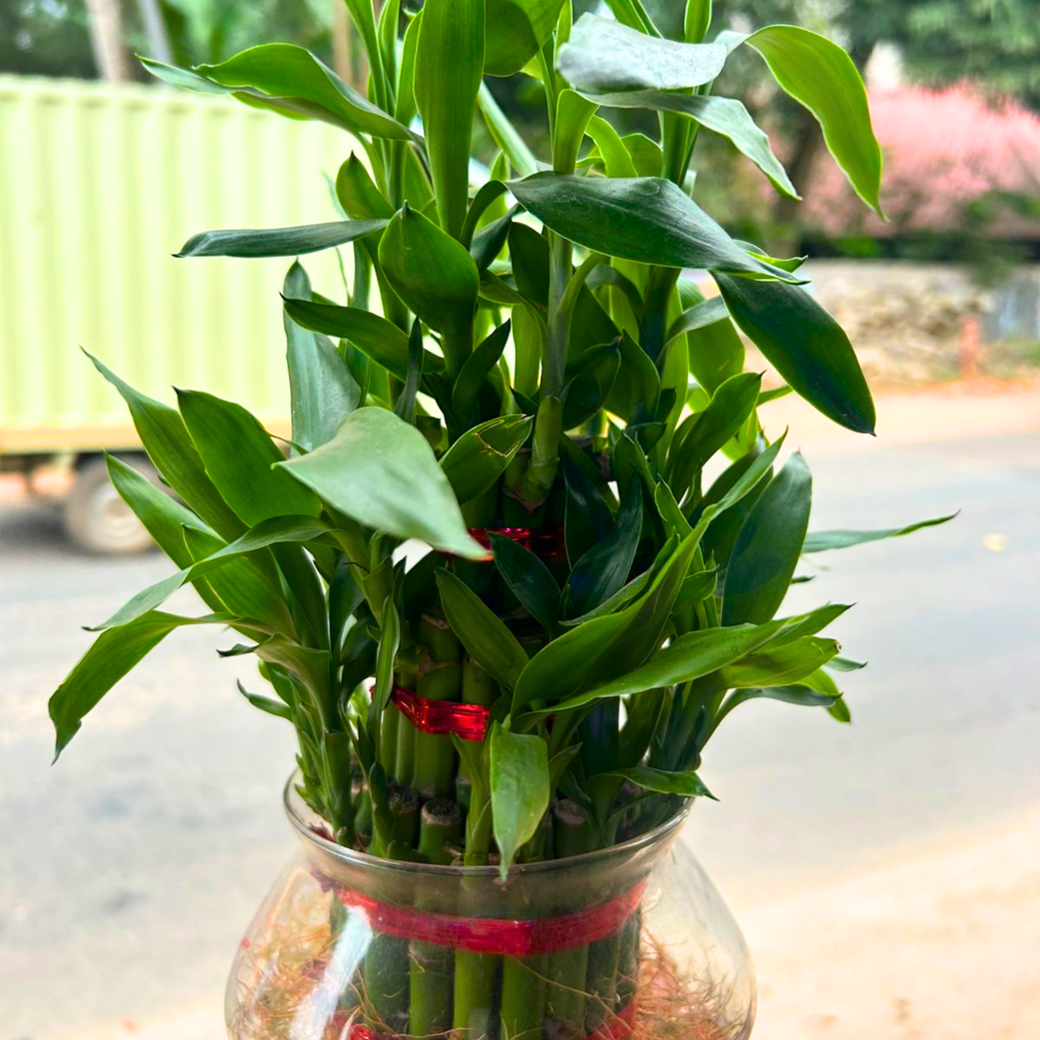 MR 3 Layer Lucky Bamboo Indoor Live Plant - view 2