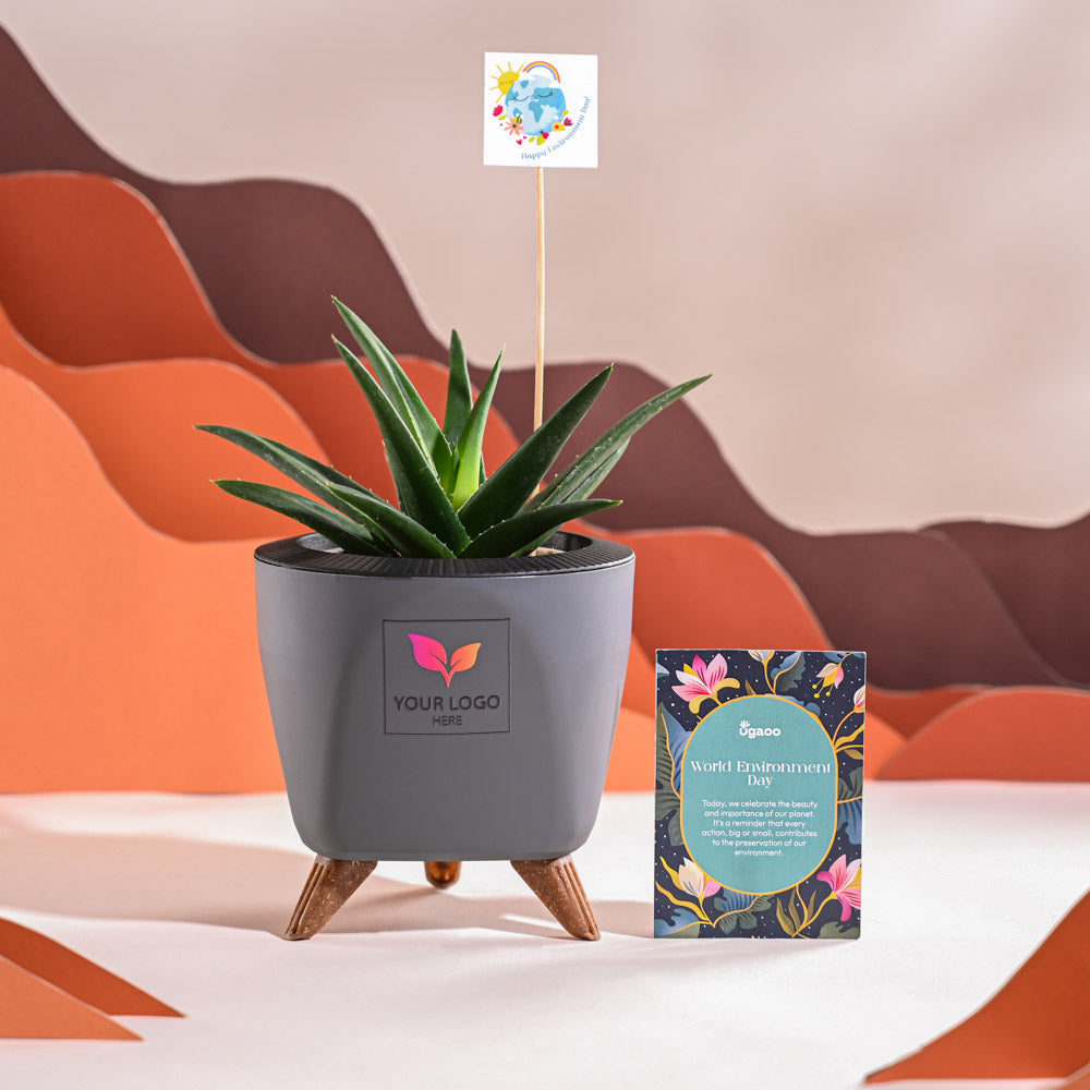 Ugaoo Aloe Vera Green Mini Plant For Environment Day Gifting - view 37