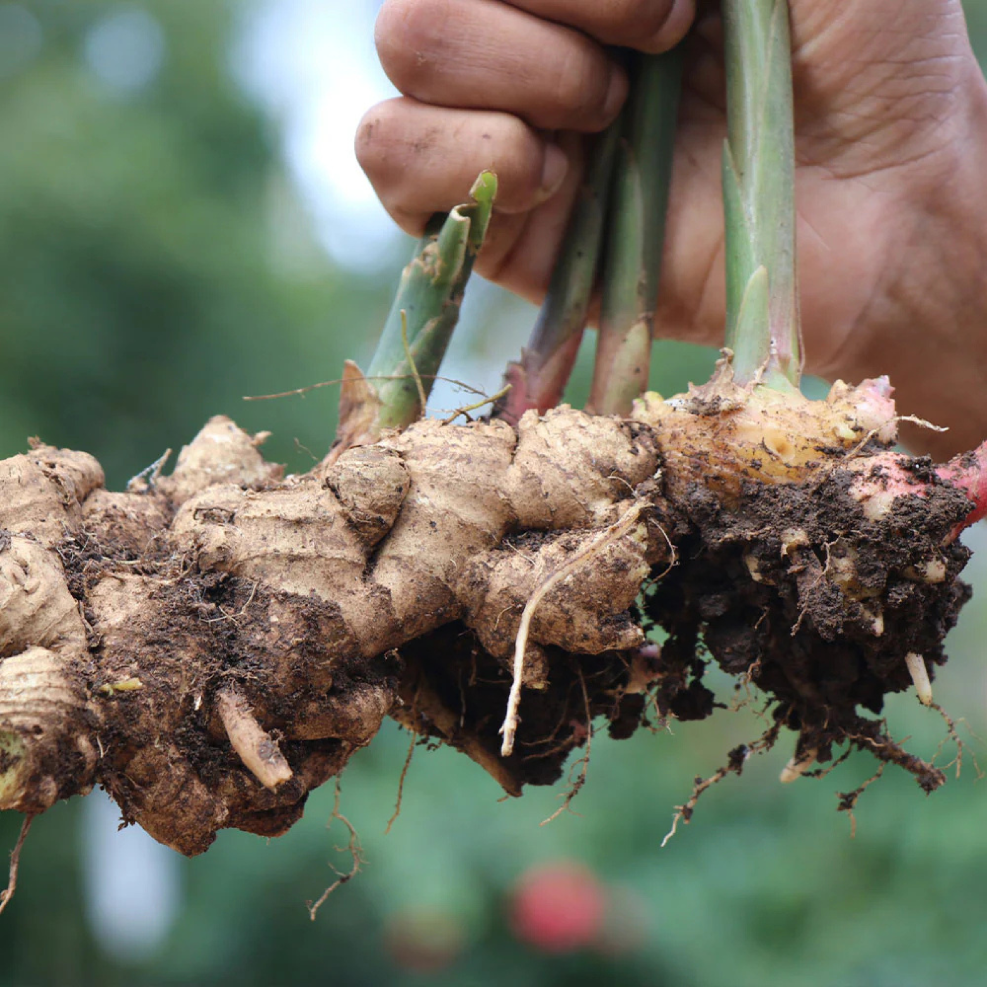 MR Ginger/अदरक (Zingiber officinale) Spice Plant - view 3