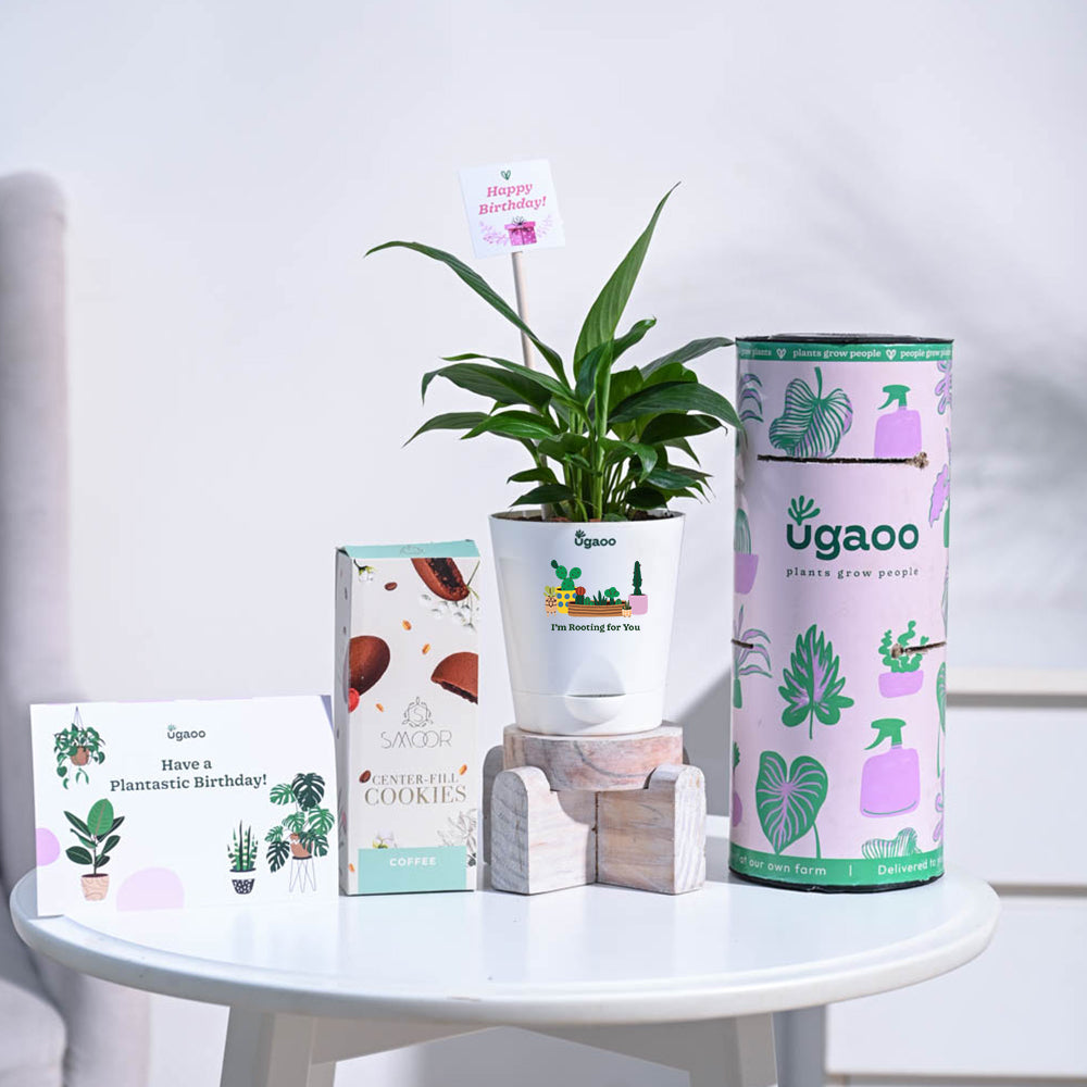 Ugaoo Peace Lily Birthday Gift Hamper