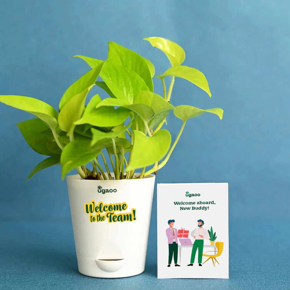Ugaoo Plant Eco-Friendly Employee Welcome Kit - view 2