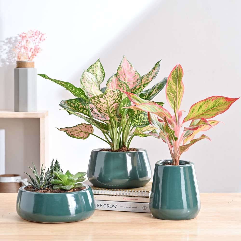 Ugaoo Tulip Fantasy Bundle - Dark Green