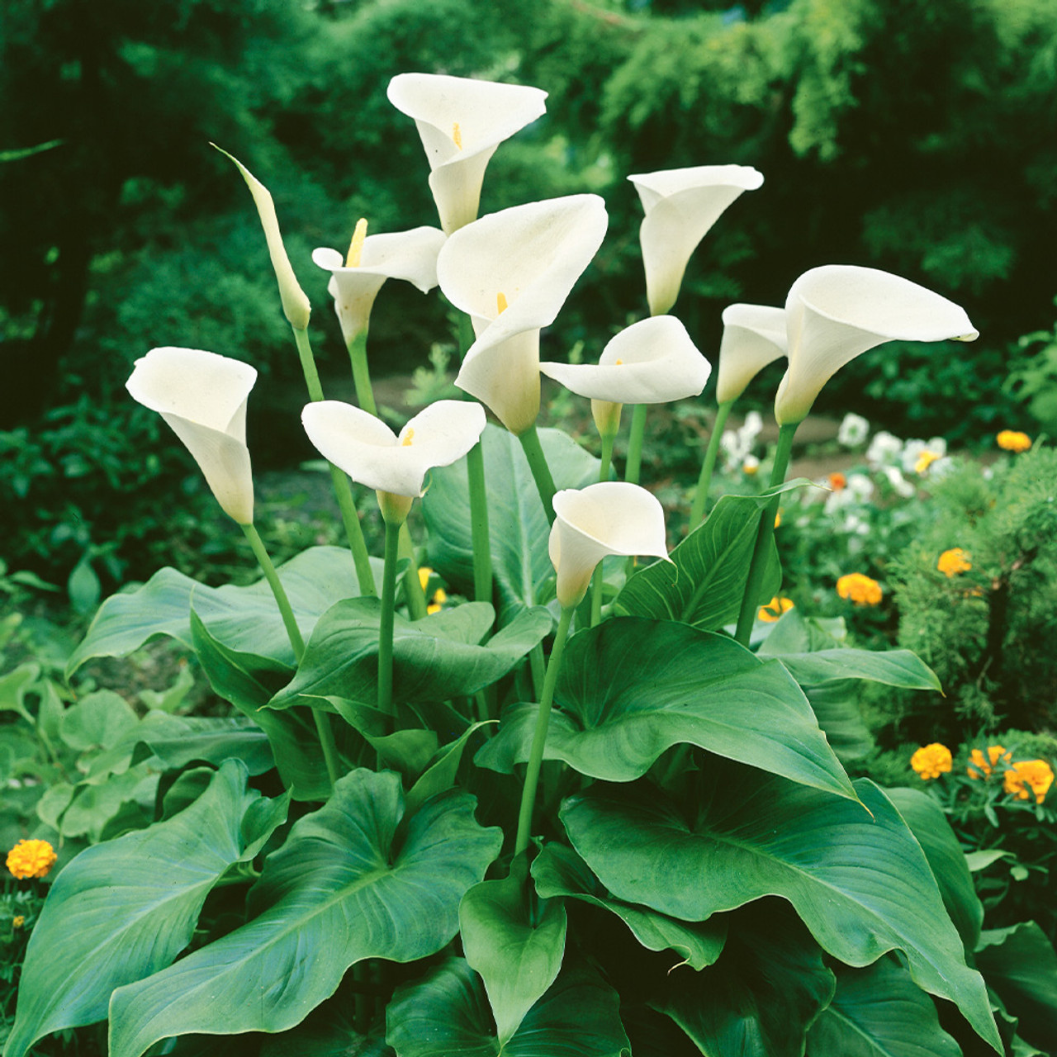 MR White Calla Lily (Zantedeschia aethiopica) Flowering Live Plant