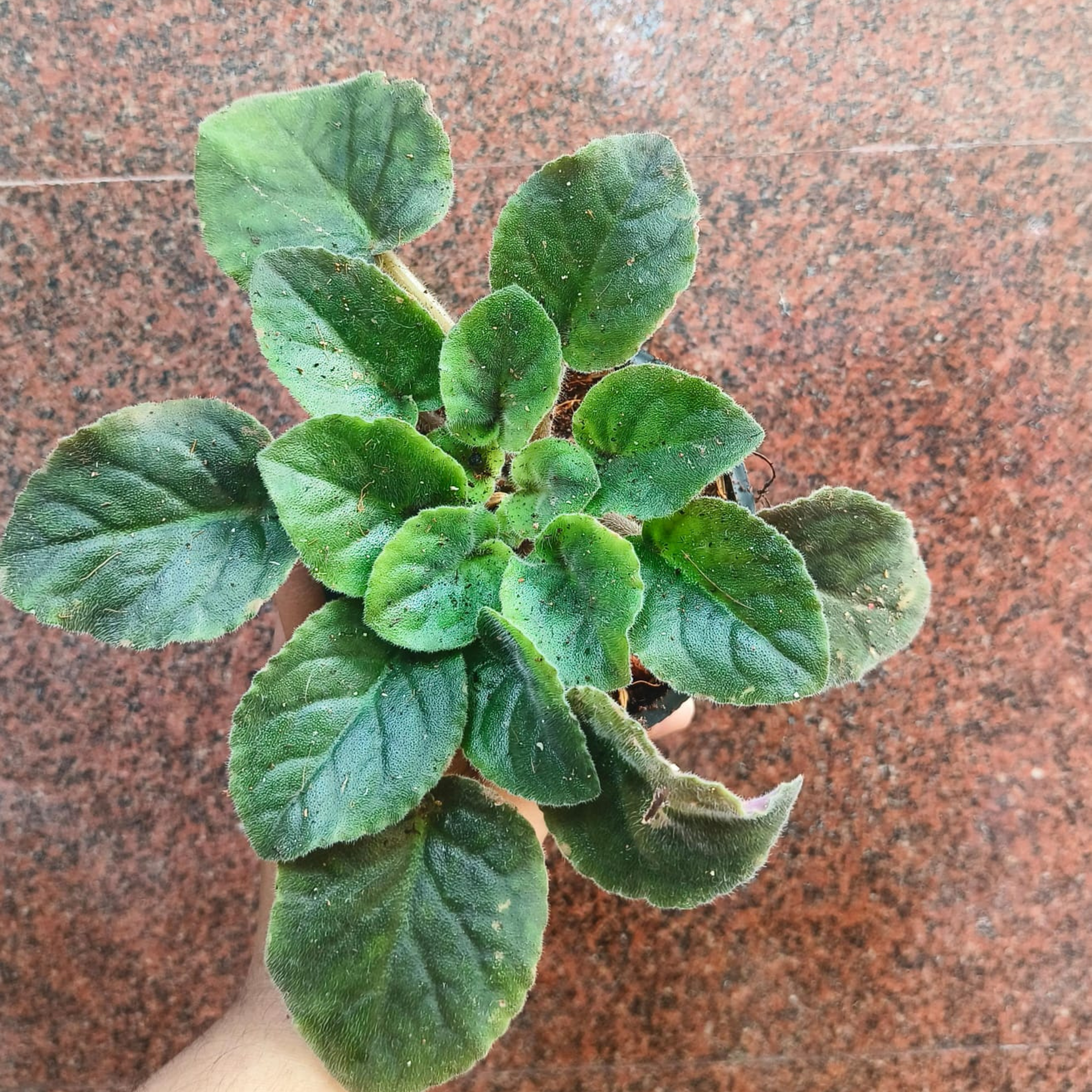 DZ African Violet Lavender Indoor Flowering Live Plant