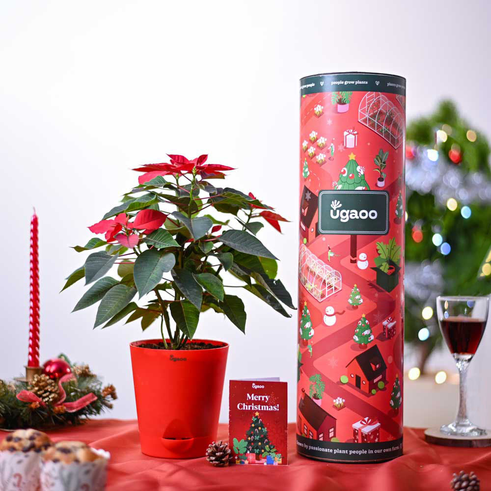 Ugaoo Poinsettia Red Plant Christmas Gift