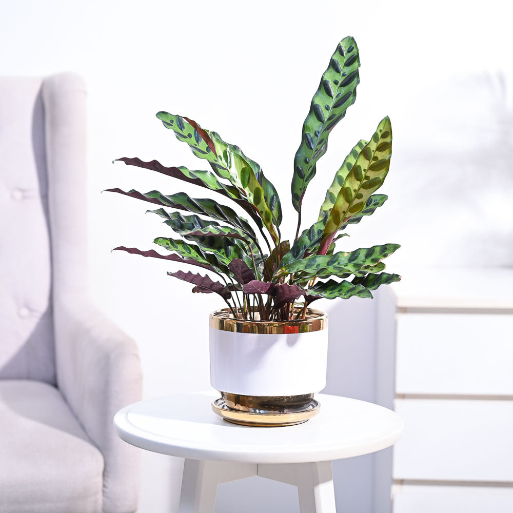 Ugaoo Calathea Rattlesnake Plant - view 66