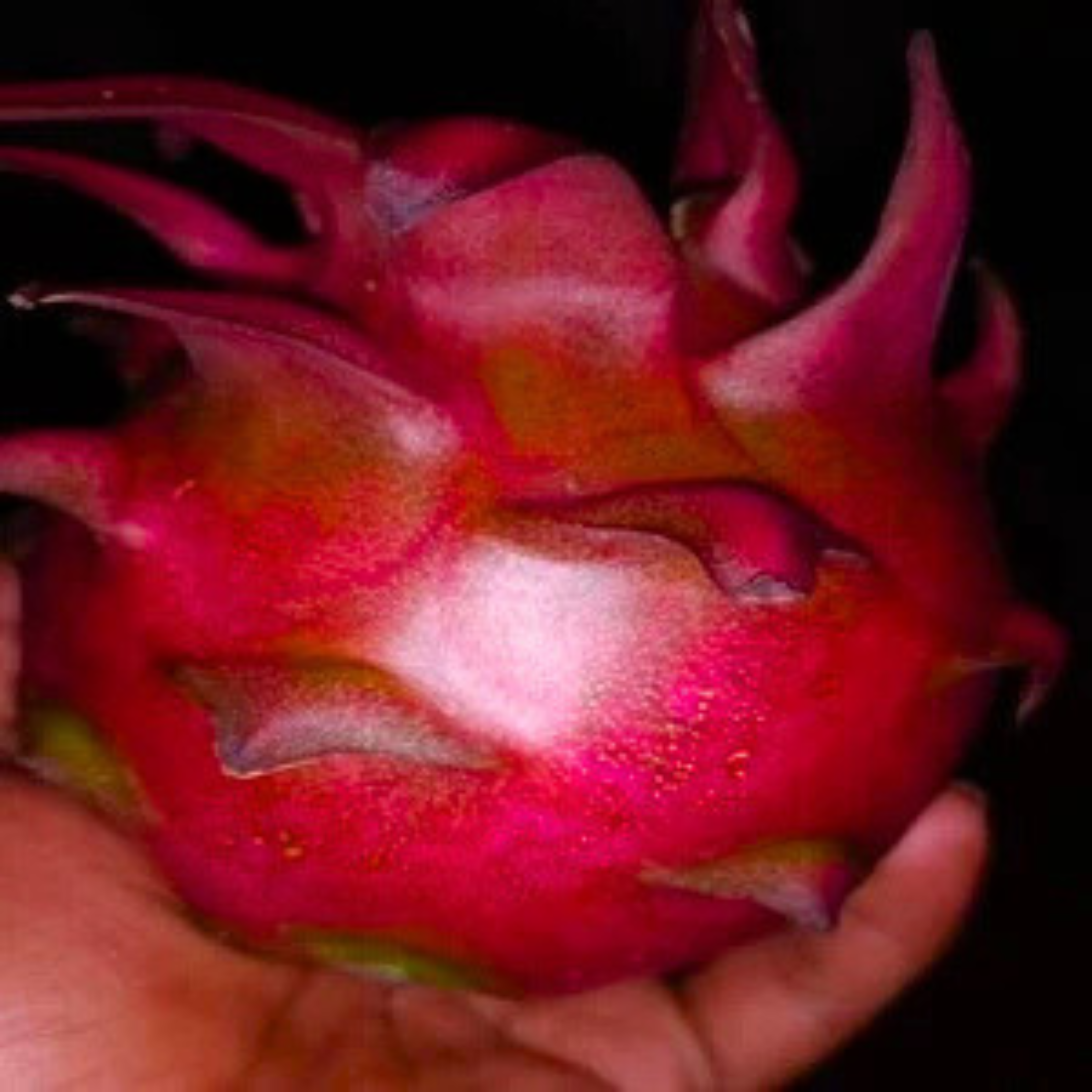 DZ Dragon Fruit Israel Gold Maroon (cuttings) Rare Live Plant - view 2