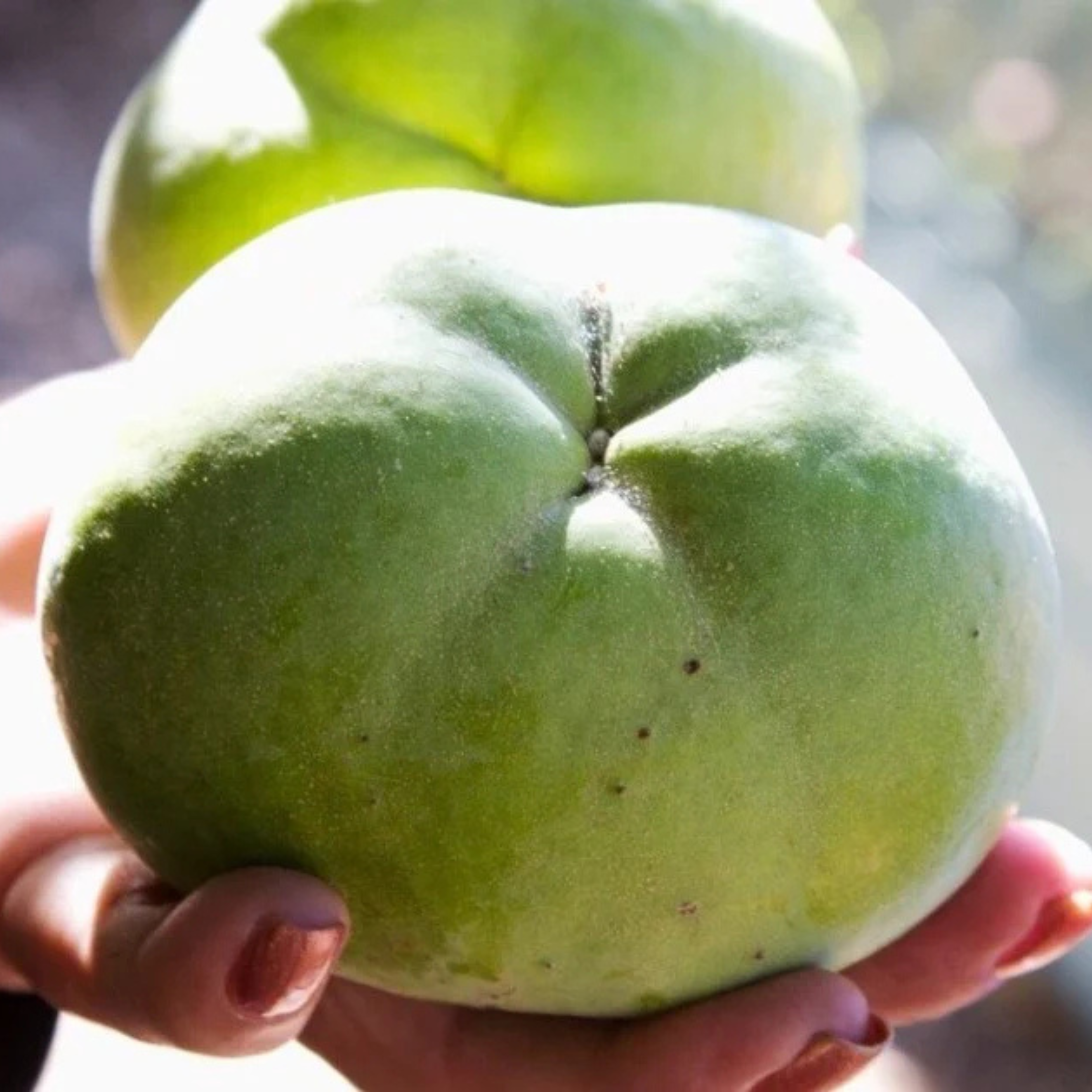VL White Sapote (Casimiroa Edulis) Fruit Live Plant - view 2
