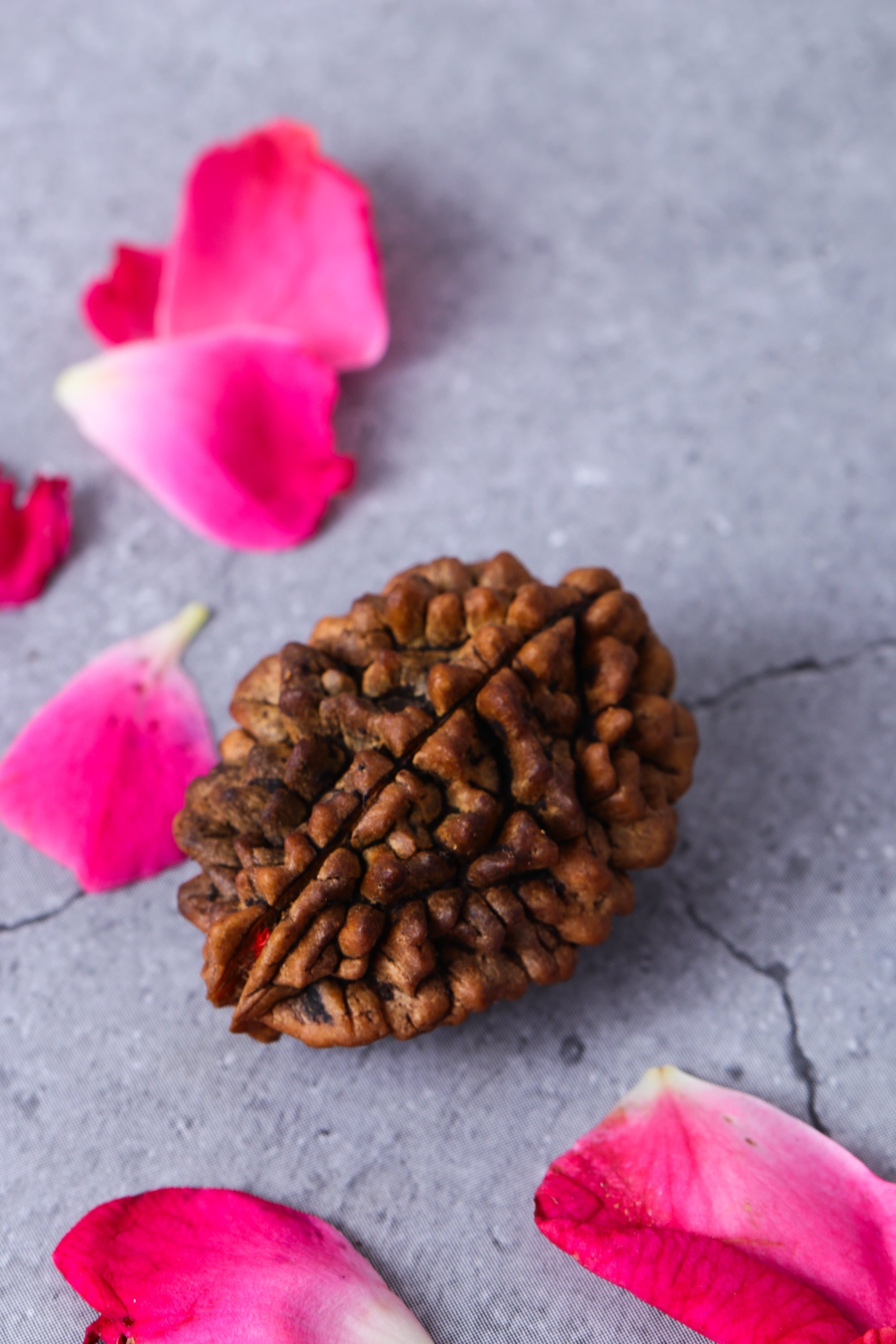 Studio Vaidik 2 mukhi Natural Rudraksha - view 2