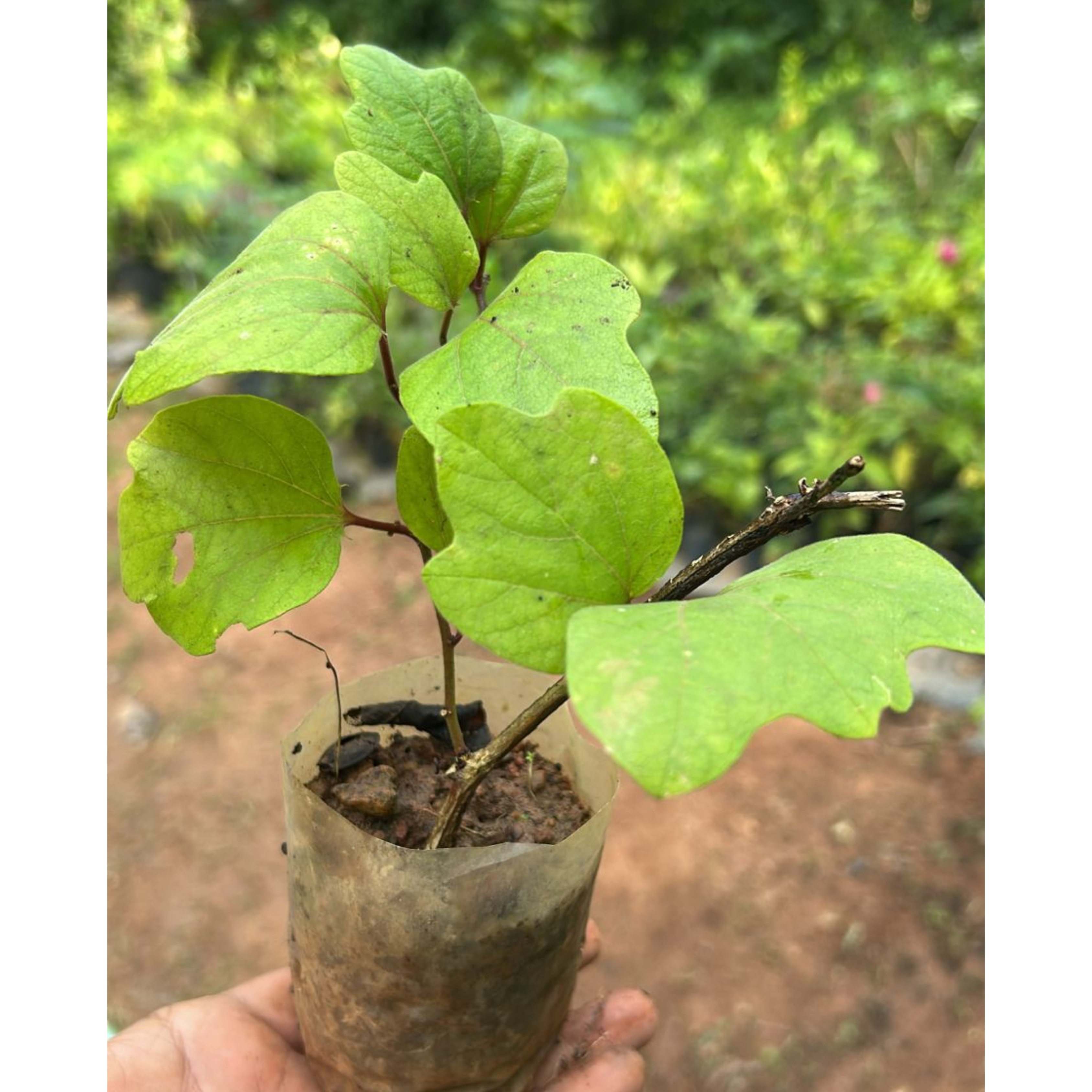 MR Passiflora holosericea (Krishna Kamal) Yellow Flowering Live Plant - view 3