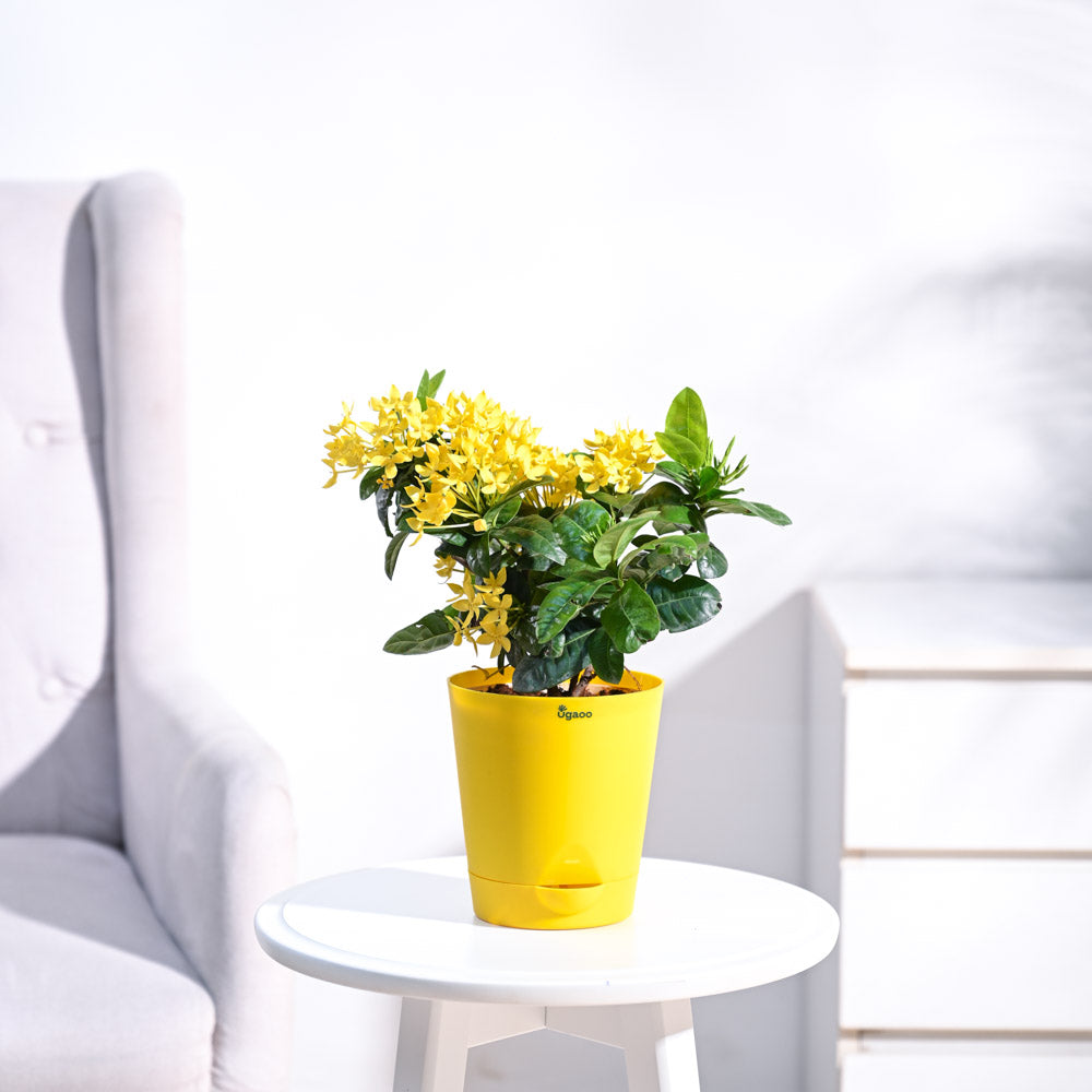 Ixora rugmini plant – Ugaoo Ixora (Rugmini) Plant - Yellow