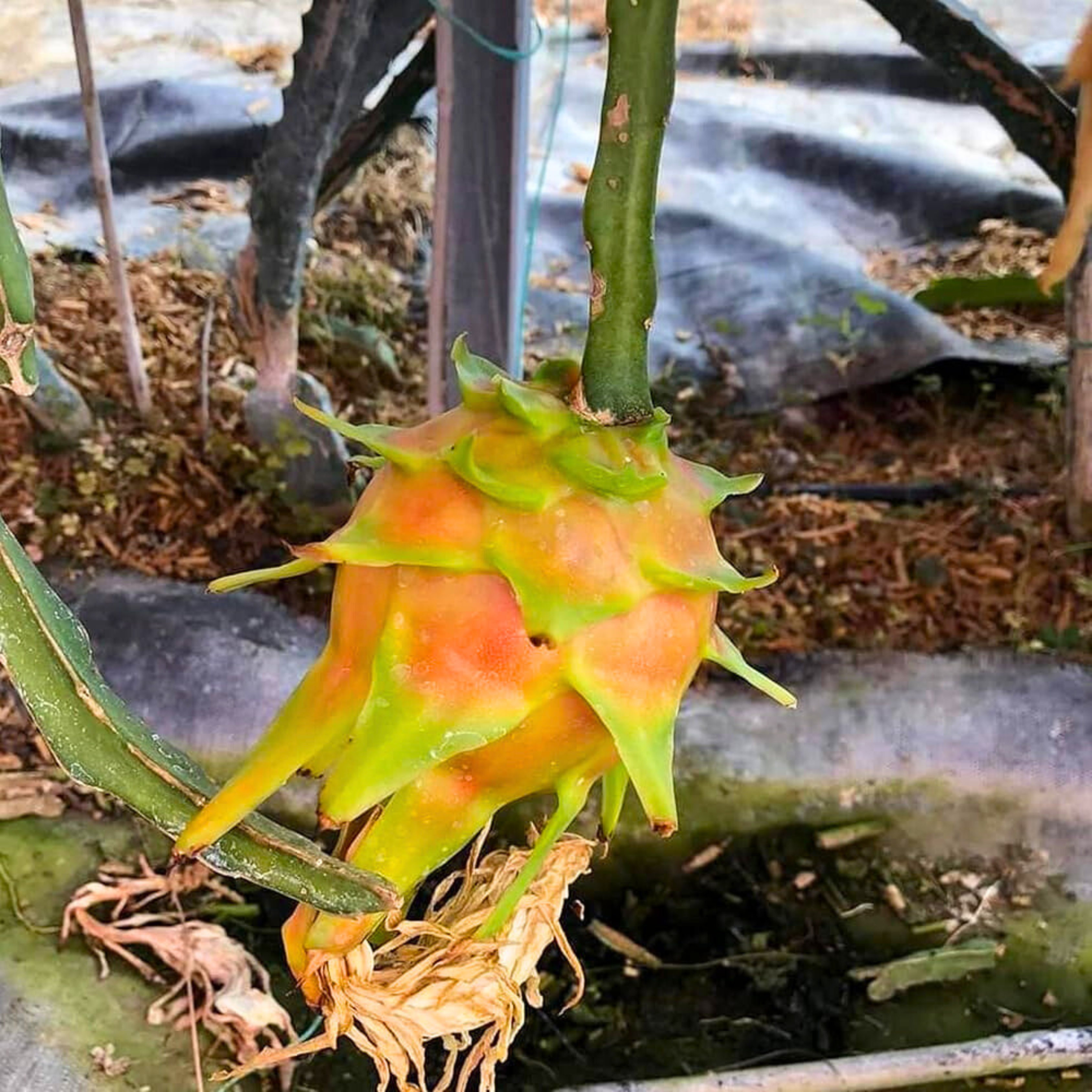 DZ Hawaiian Orange Dragon Fruit Rare Grafted Live Plant - view 5