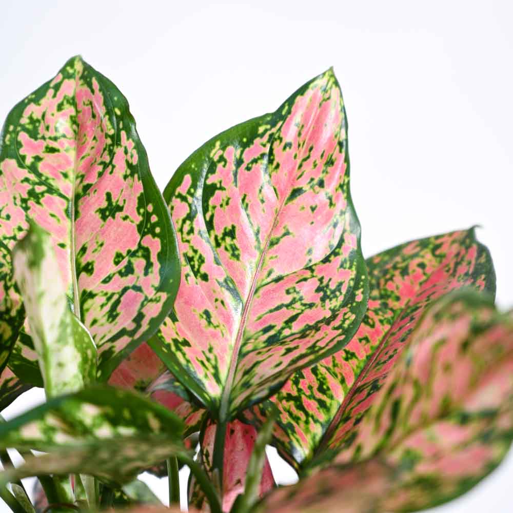 Ugaoo Aglaonema Red Plant For Environment Day Gifting - view 54