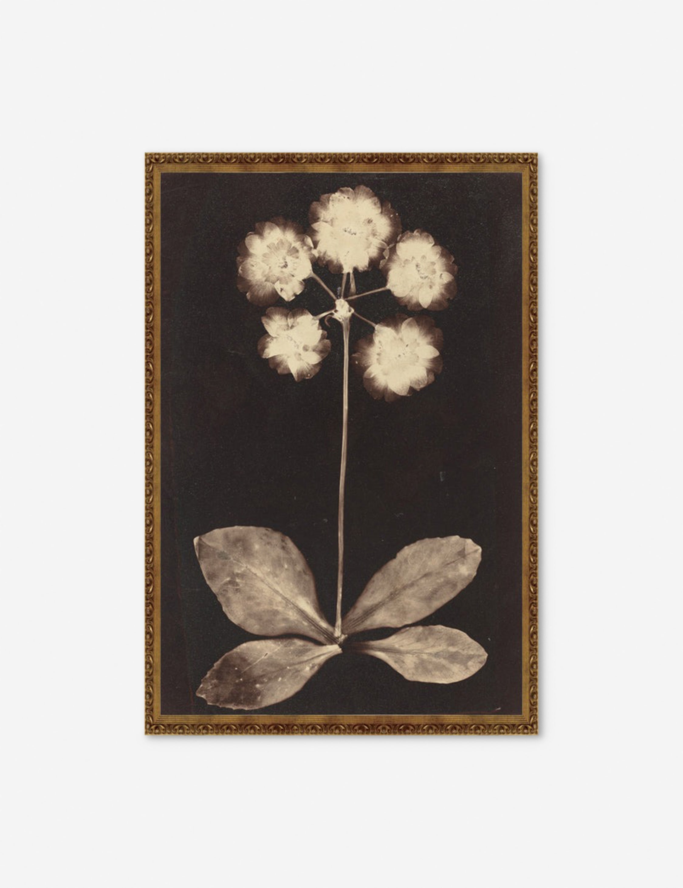 Lulu and Georgia Botanical Photogram Print - view 2