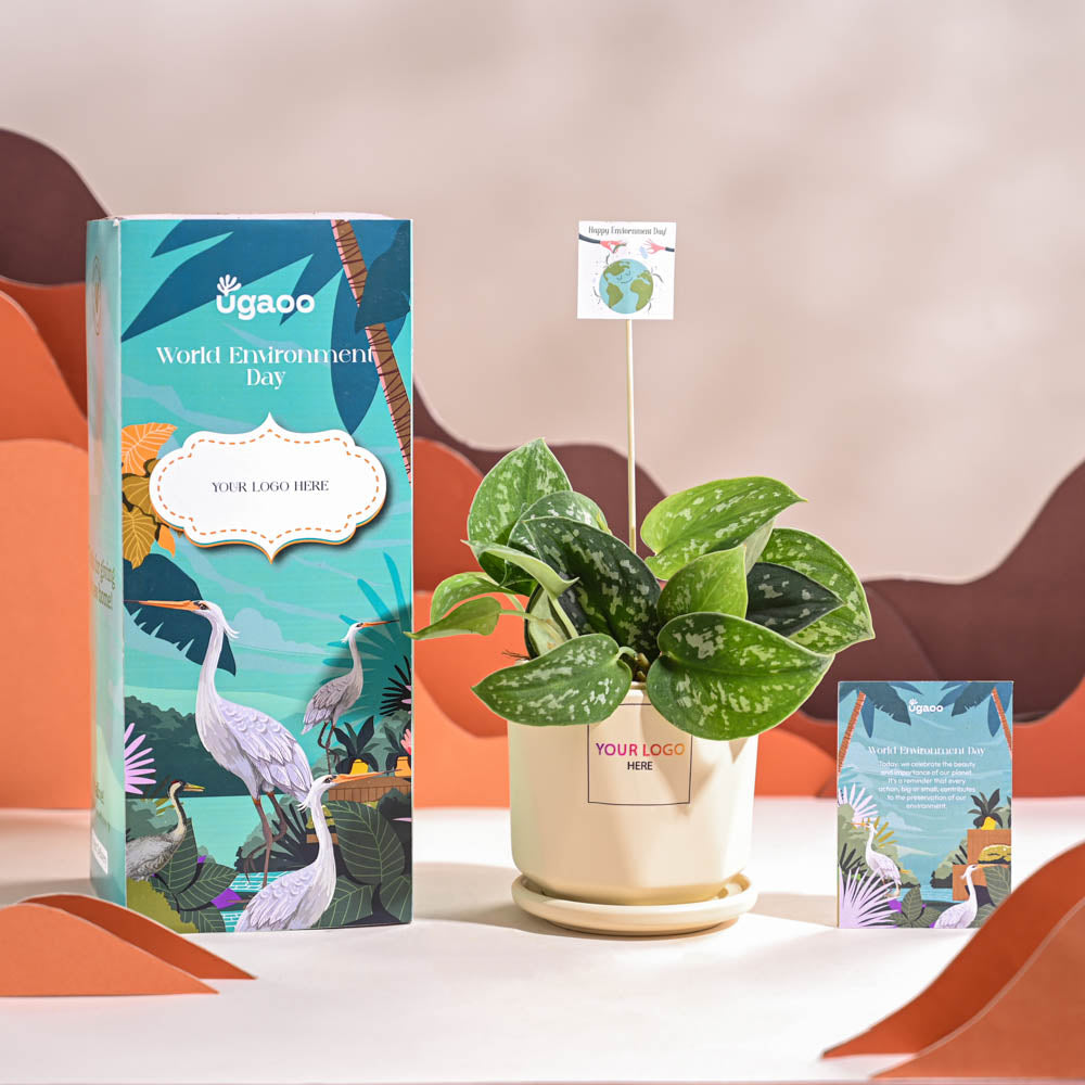 Ugaoo Satin Pothos Argyraeus-small For Environment Day Gifting