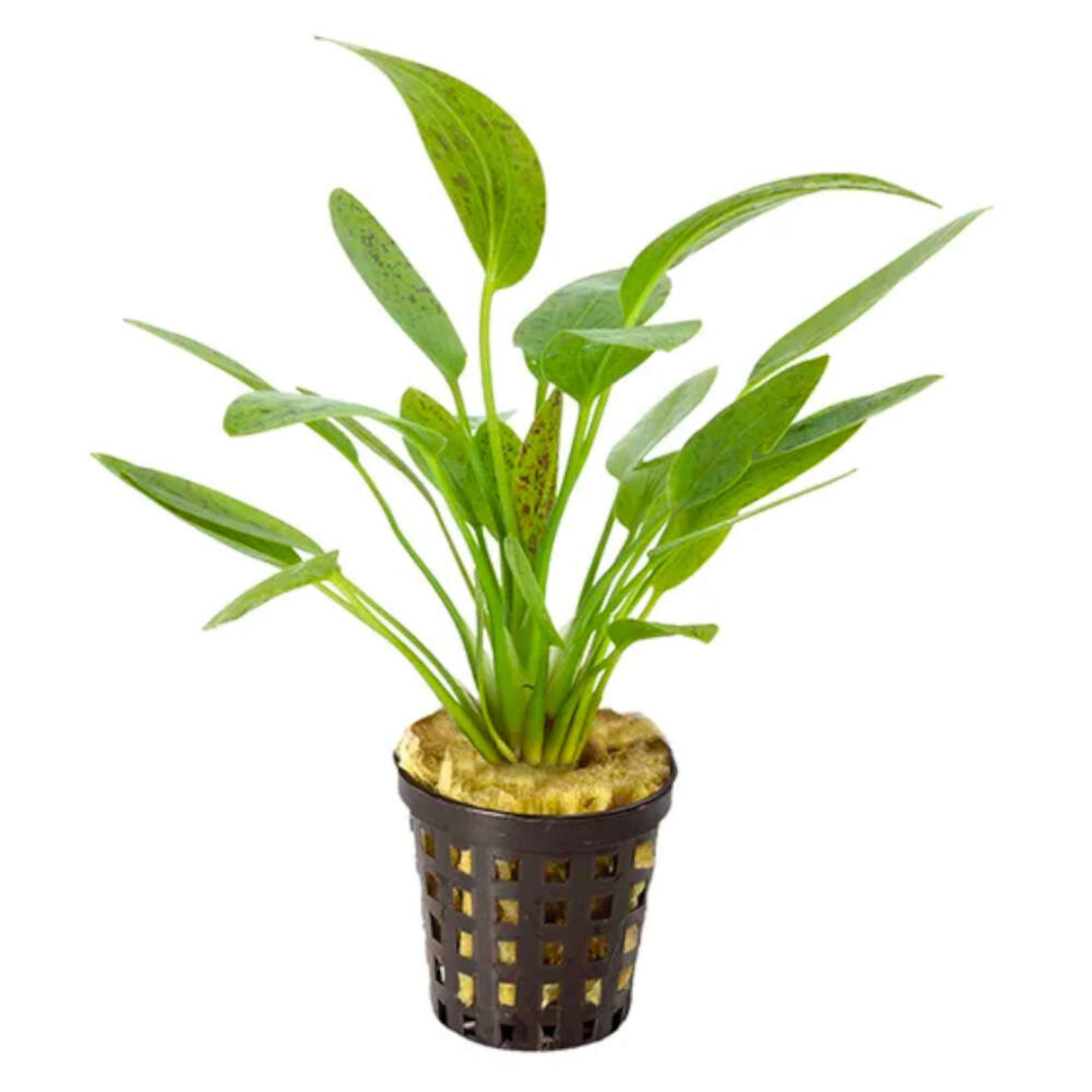 MRWP Echinodorus Ozelot Green Aquarium Live Plant - view 2