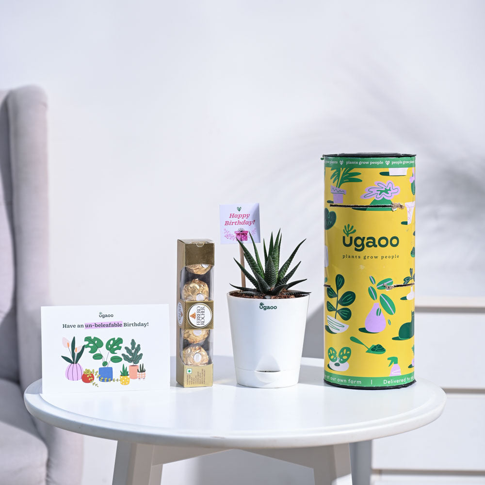 Ugaoo Zebra Haworthia Birthday Gift Hamper - view 3