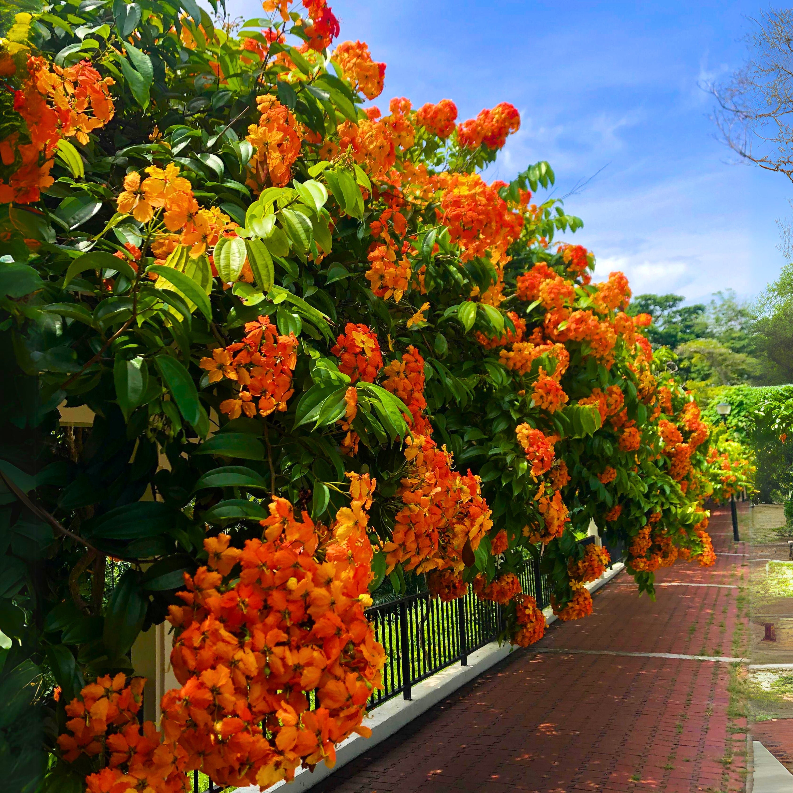 MR Western Red Trailing Vine (Bauhinia coccinea) Rare Flowering Live Plant