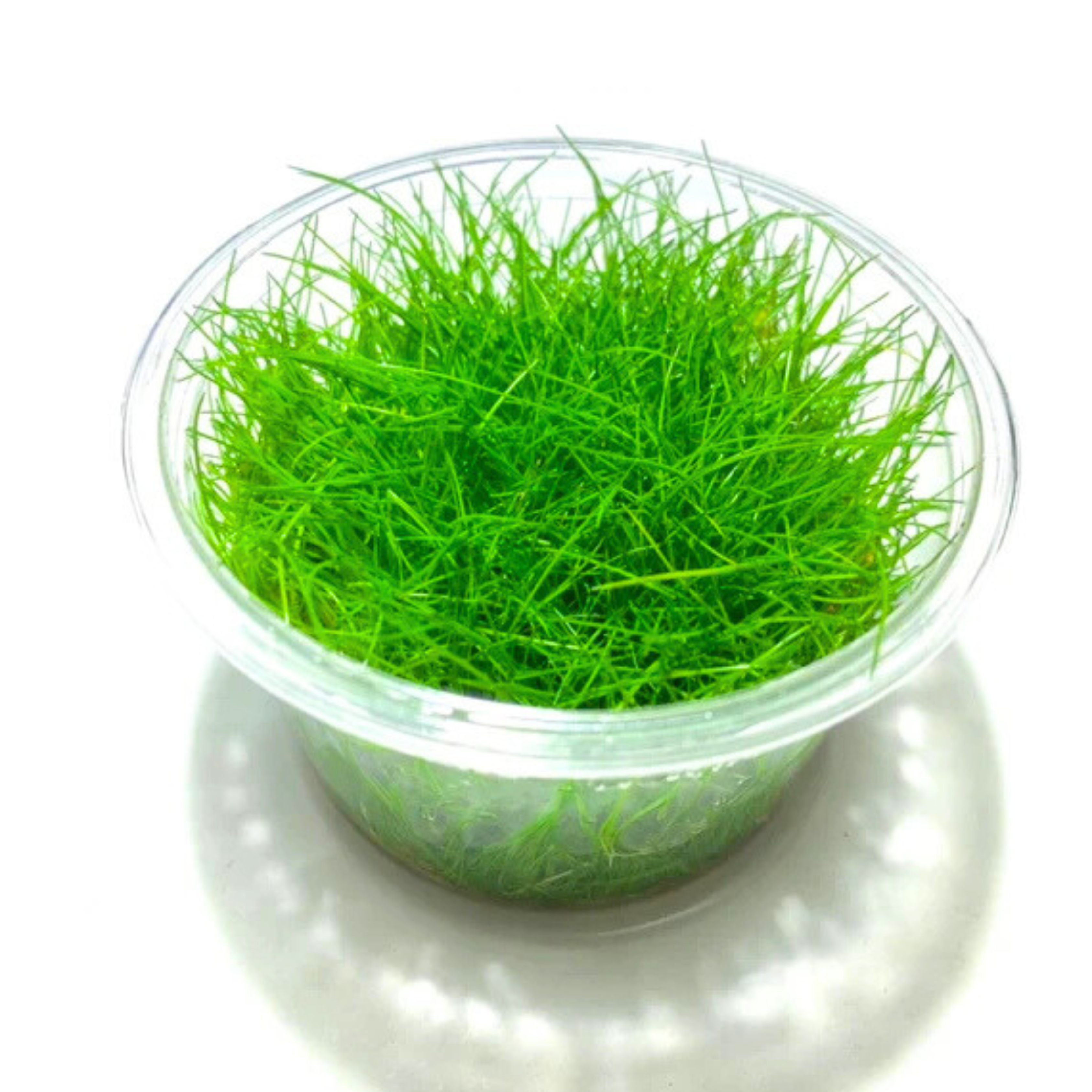 MRWP Dwarf Hair Grass Tissue Culture Cup (Eleocharis Parvula) Aquarium Live Plant - view 2