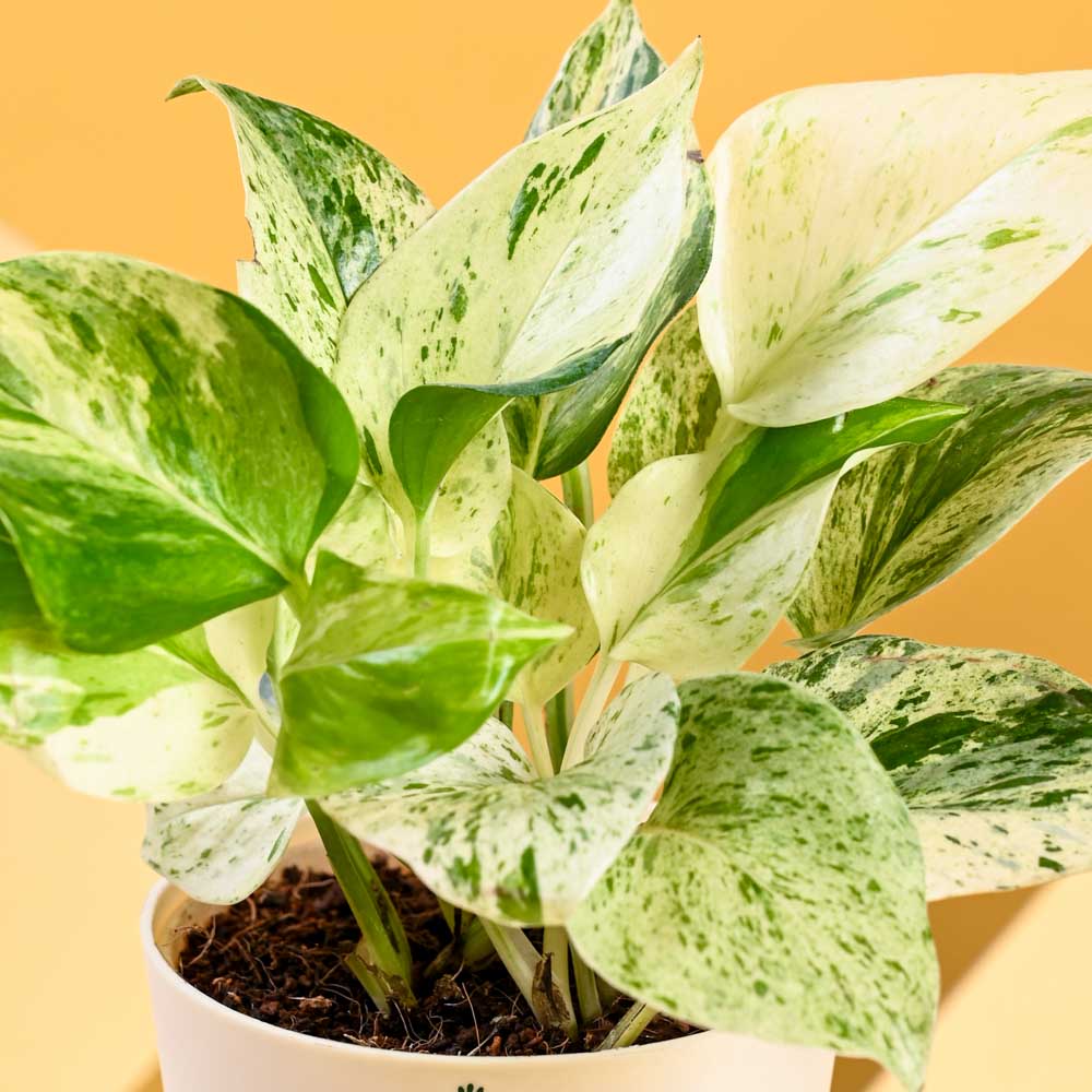 Ugaoo Money Plant Marble For Mother's Day Gifting - view 5