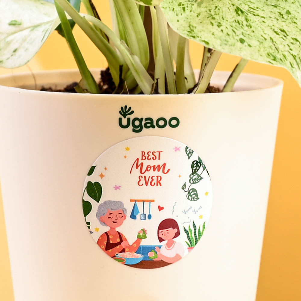 Ugaoo Money Plant Marble For Mother's Day Gifting - view 4