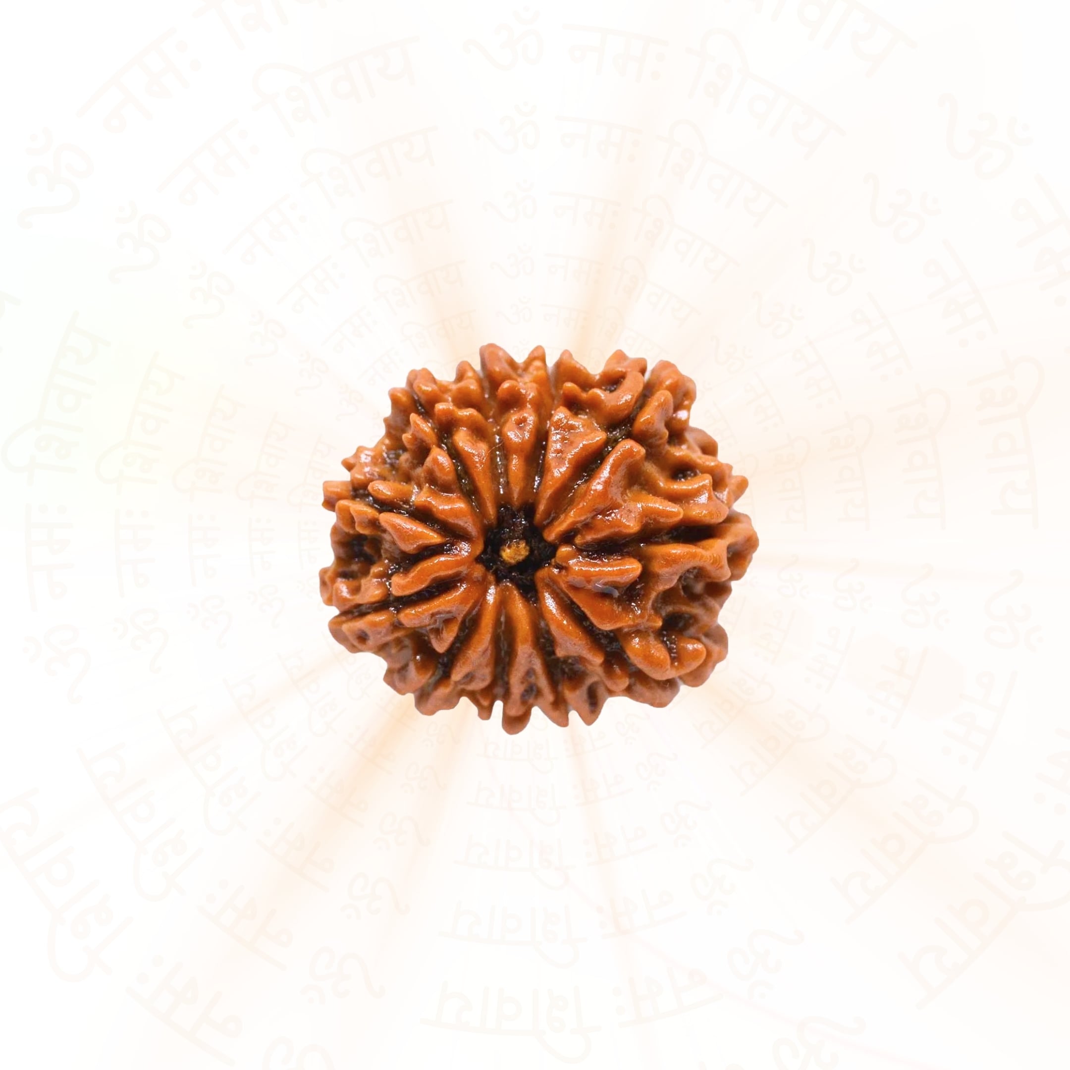 Prinjal Jewellers 11 Mukhi Rudraksha ( Nepali )