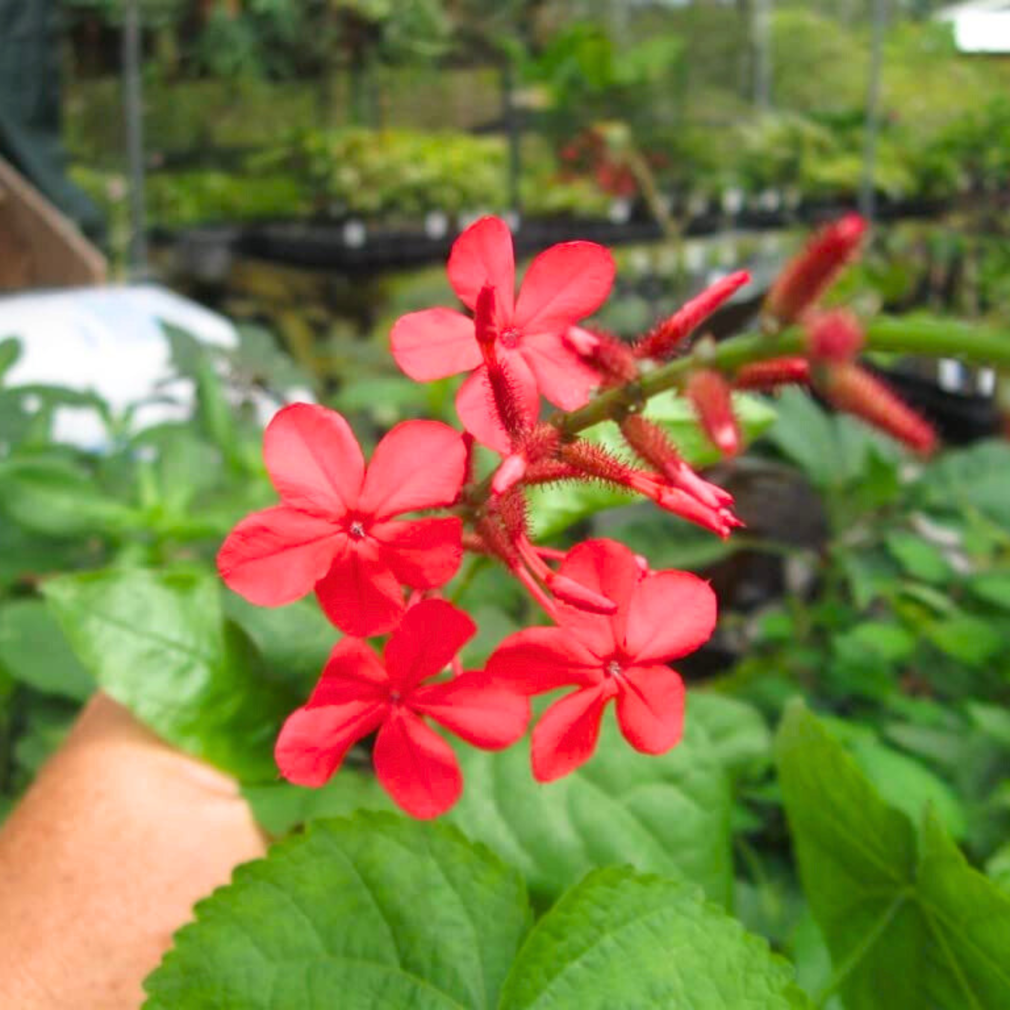 DZ Chethi Koduveli (Plumbago Red) Chitrak Medicinal / Flowering Live Plant