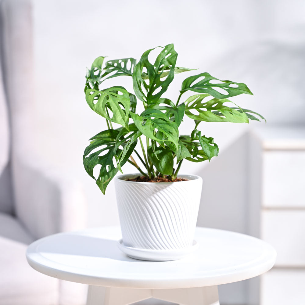 Ugaoo Broken Heart Plant - view 83