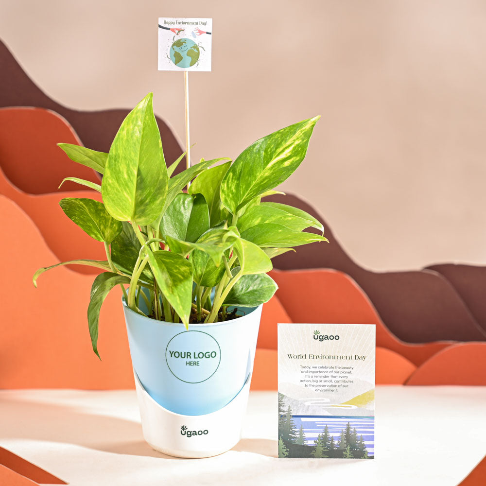 Ugaoo Money Plant Variegated For Environment Day Gifting