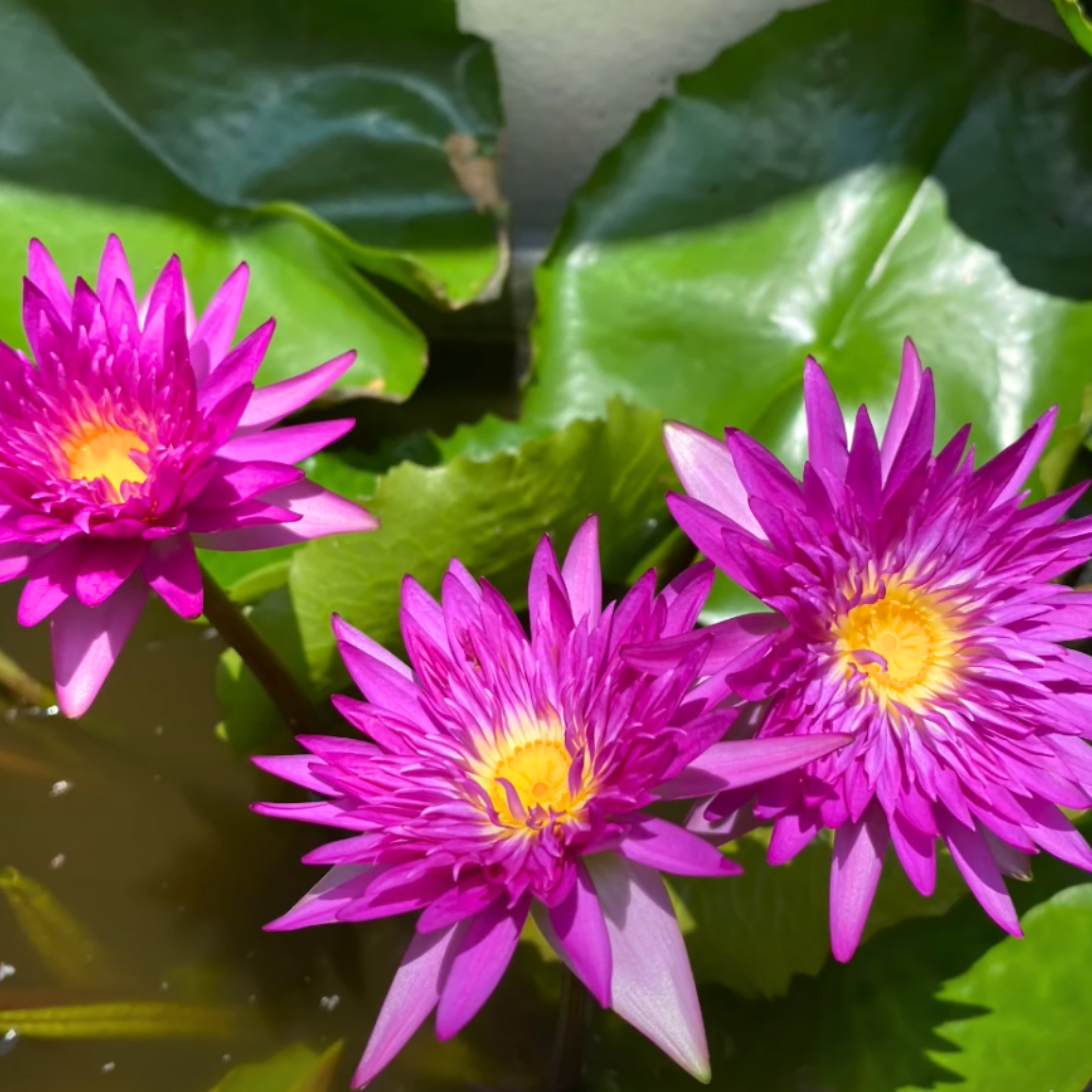 DZ Nymphaea Taweekan - view 4
