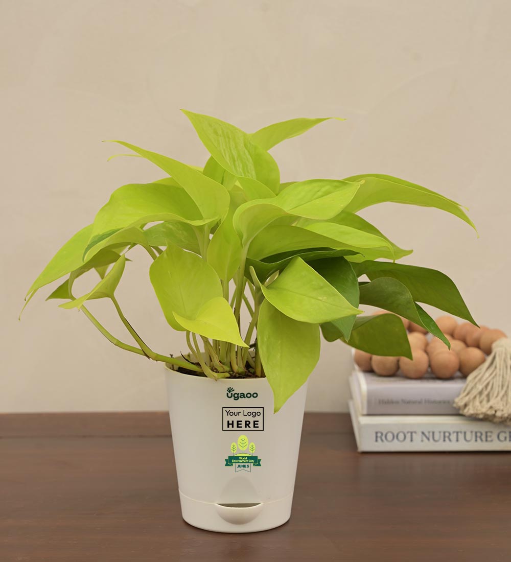 Ugaoo Money Plant Golden For Environment Day Gifting