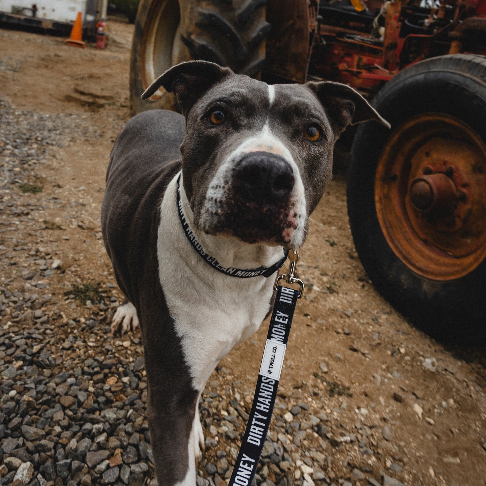 Radial DHCM Heavy Duty Dog Leash – Black - view 7