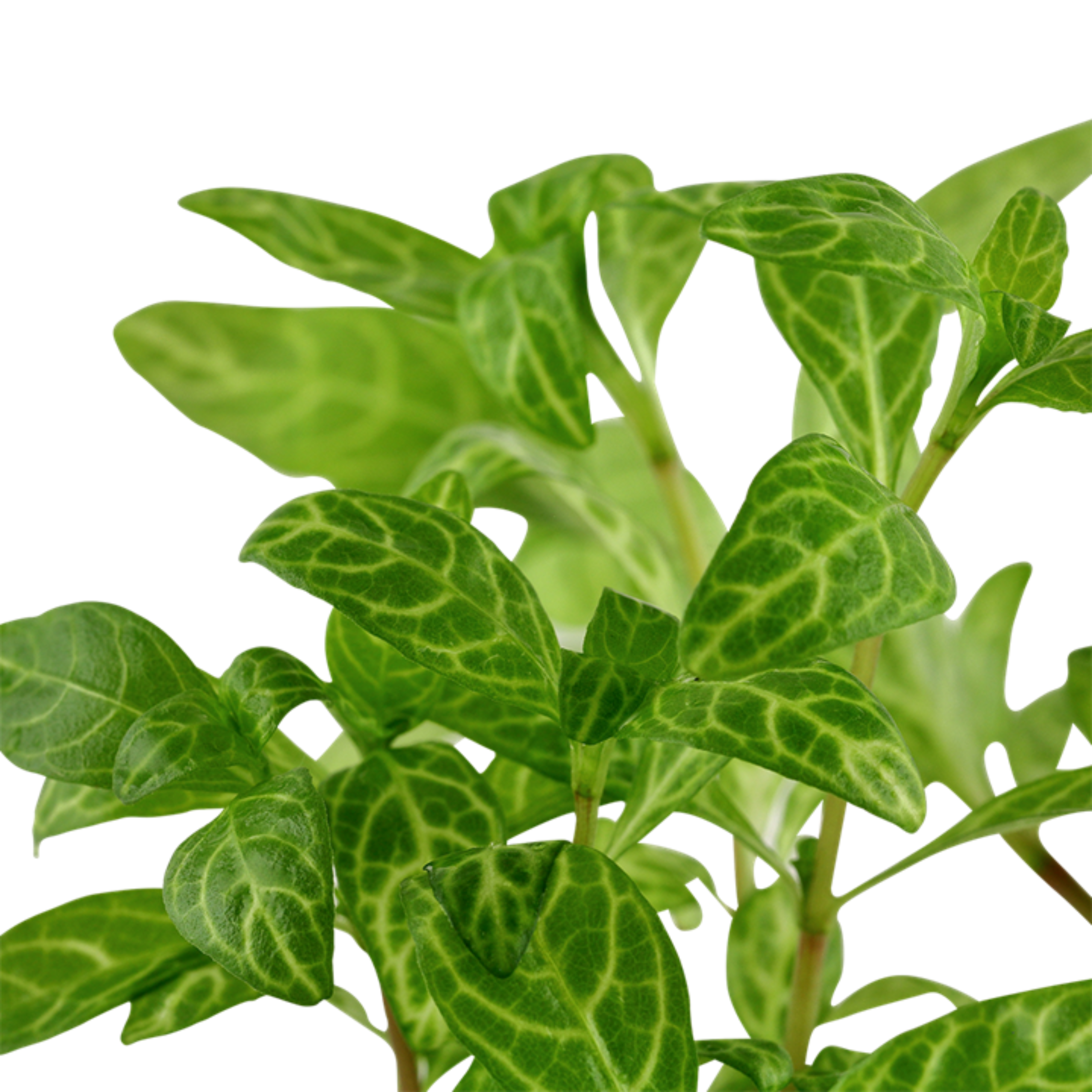 MRWP Hygrophila Polysperma Rosanervig Aquarium Live Plant - view 2