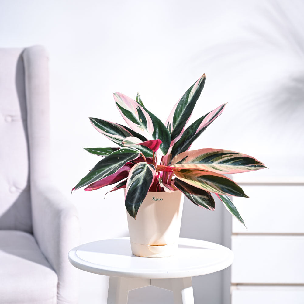 Ugaoo Stromanthe Triostar Plant