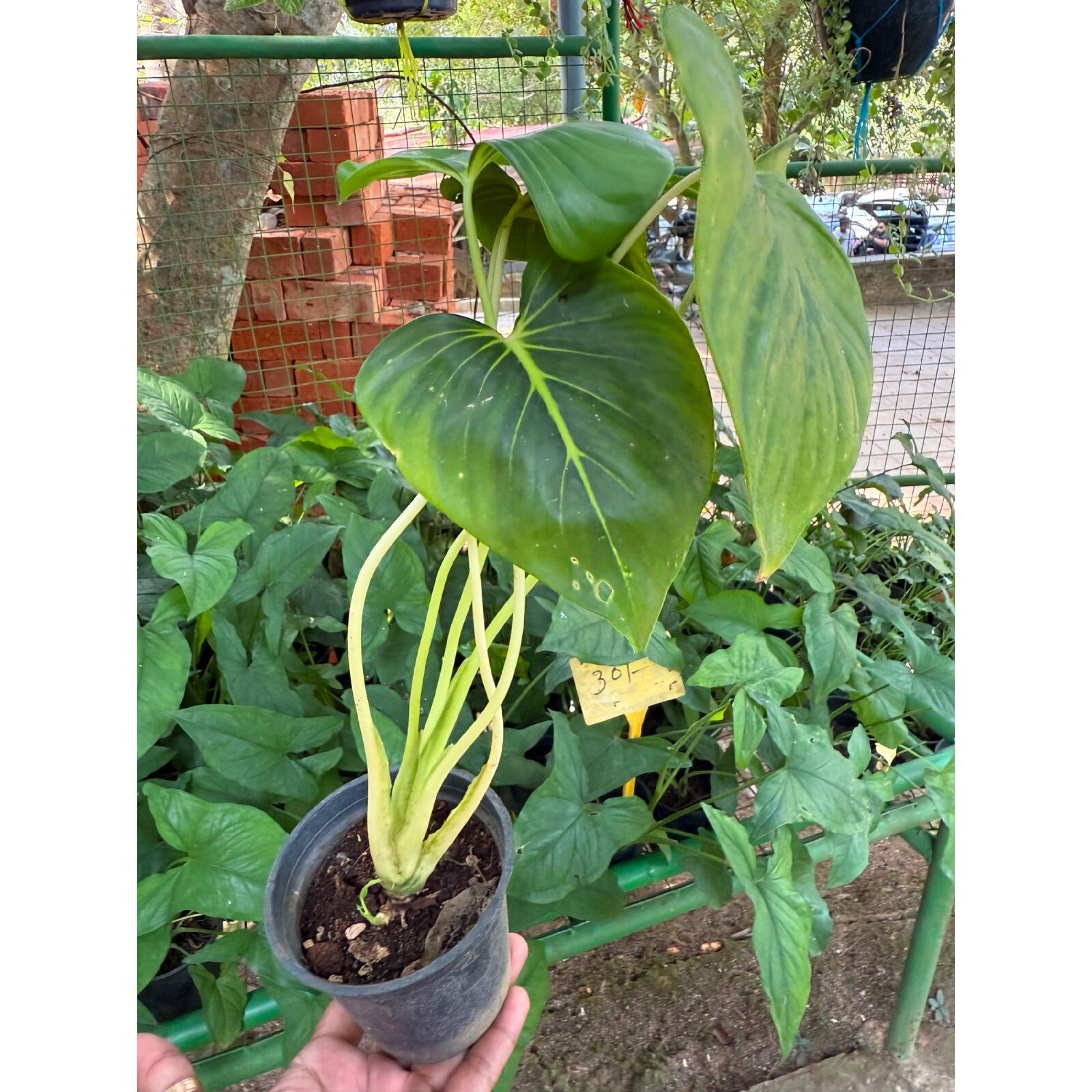 MR Philodendron Homalomena Indoor / Outdoor Live Plant - view 2