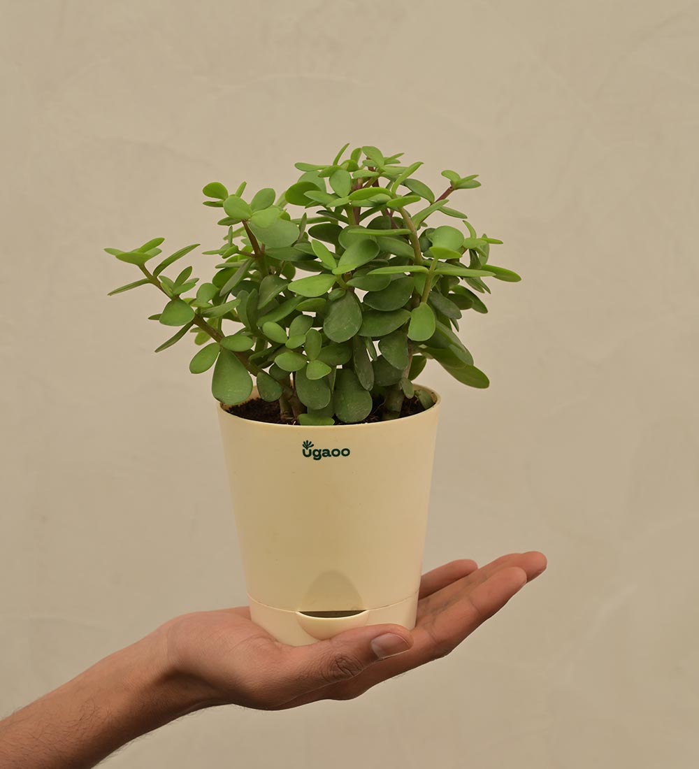 Ugaoo Jade Mini Plant For Environment Day Gifting - view 4