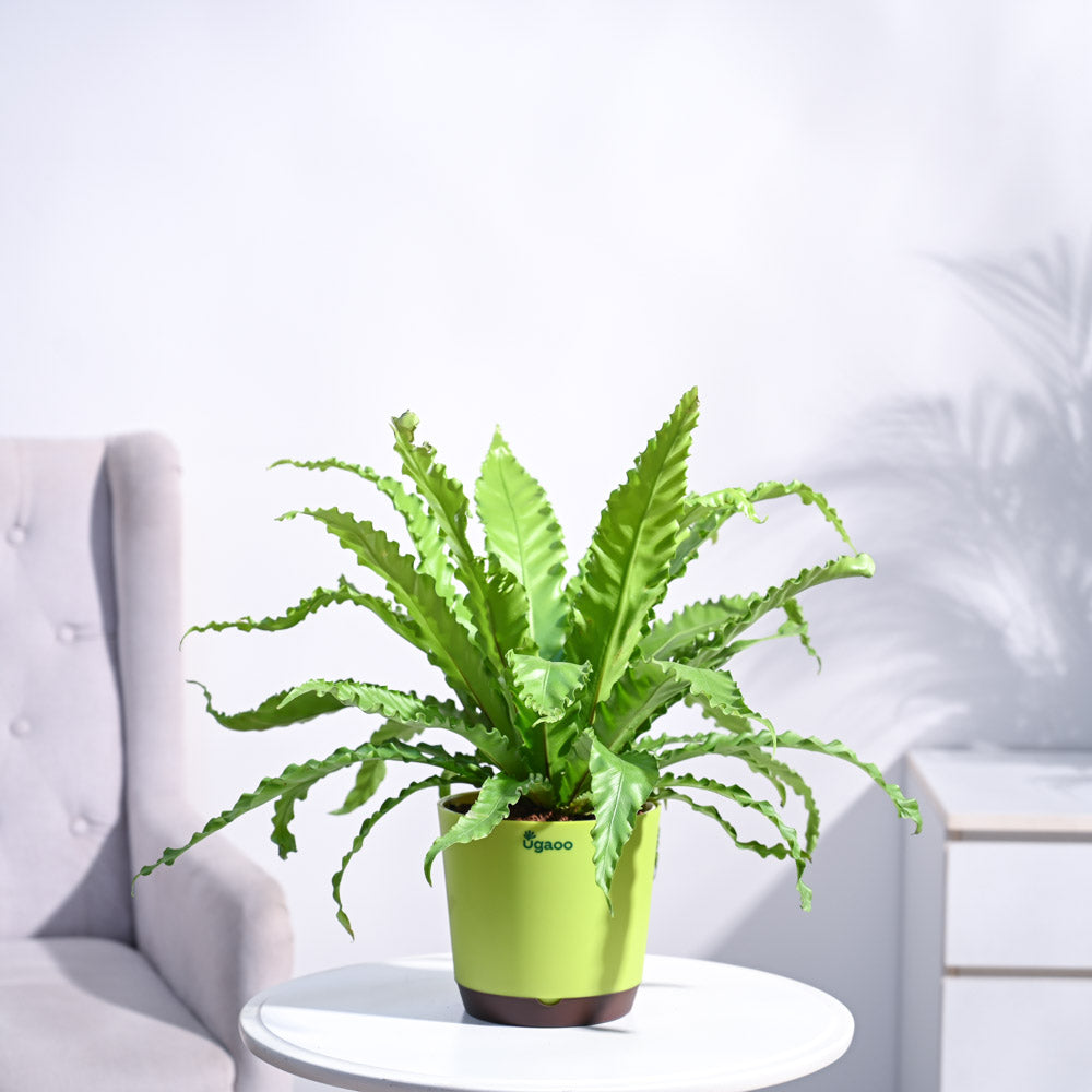 Ugaoo Osaka Bird Nest Fern - view 18