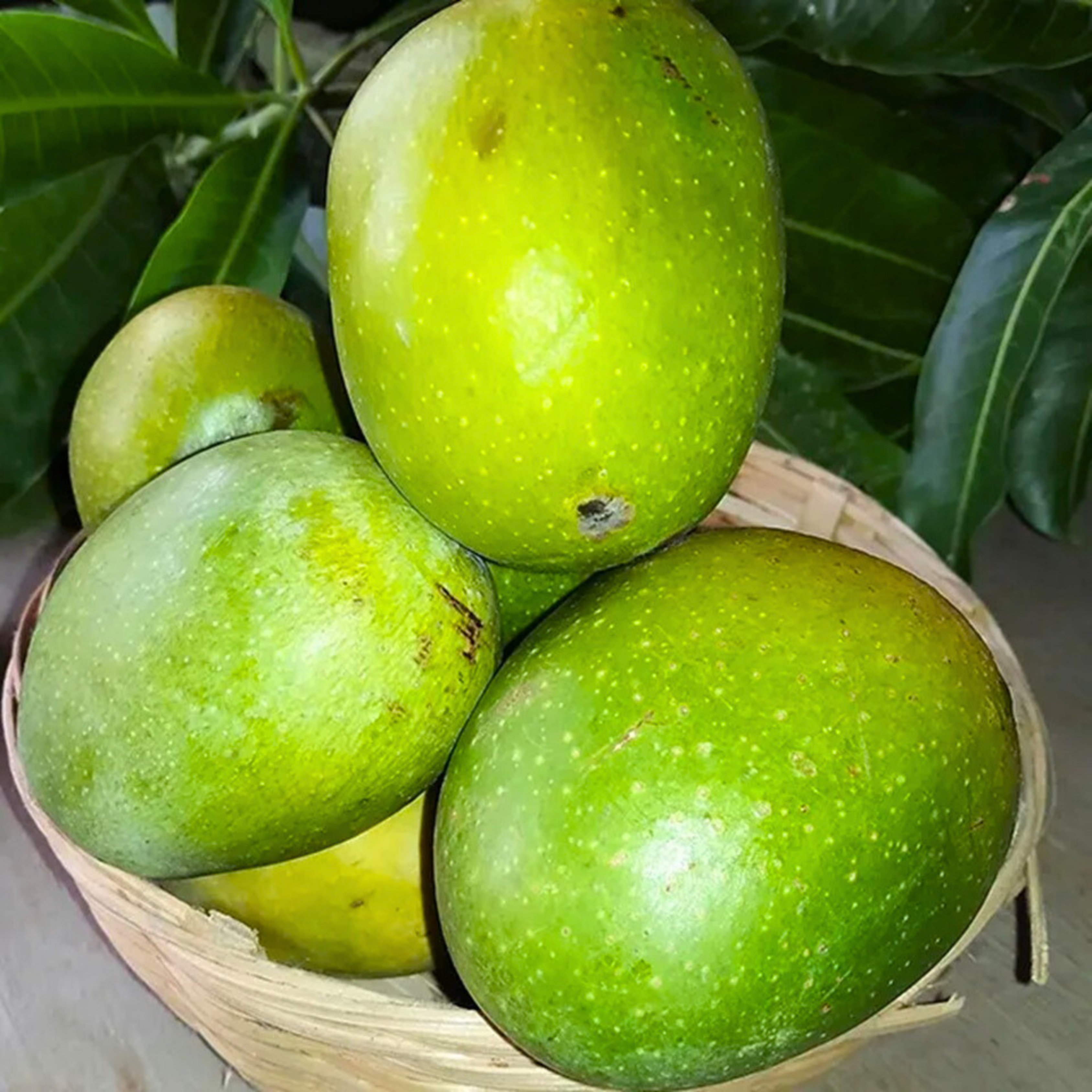 VL Perfume Honey Mango Grafted Live Plant - view 2