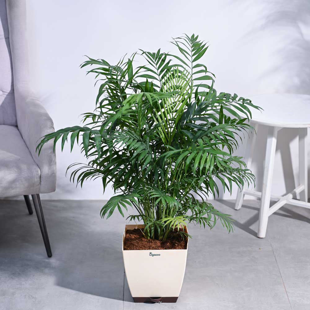 Ugaoo Bamboo Palm XL - view 5