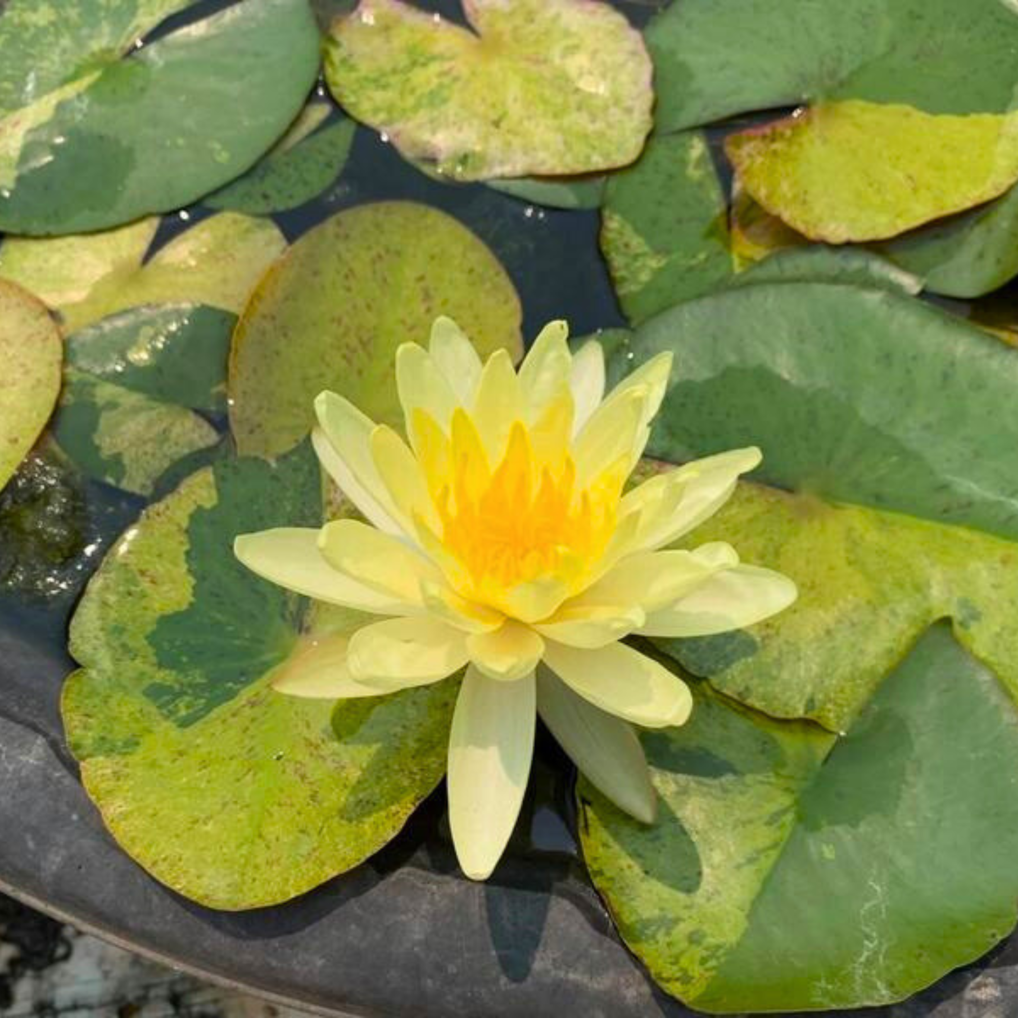 DZ 'Tong Longya' Water Lily (Variegated Leaf) - view 3